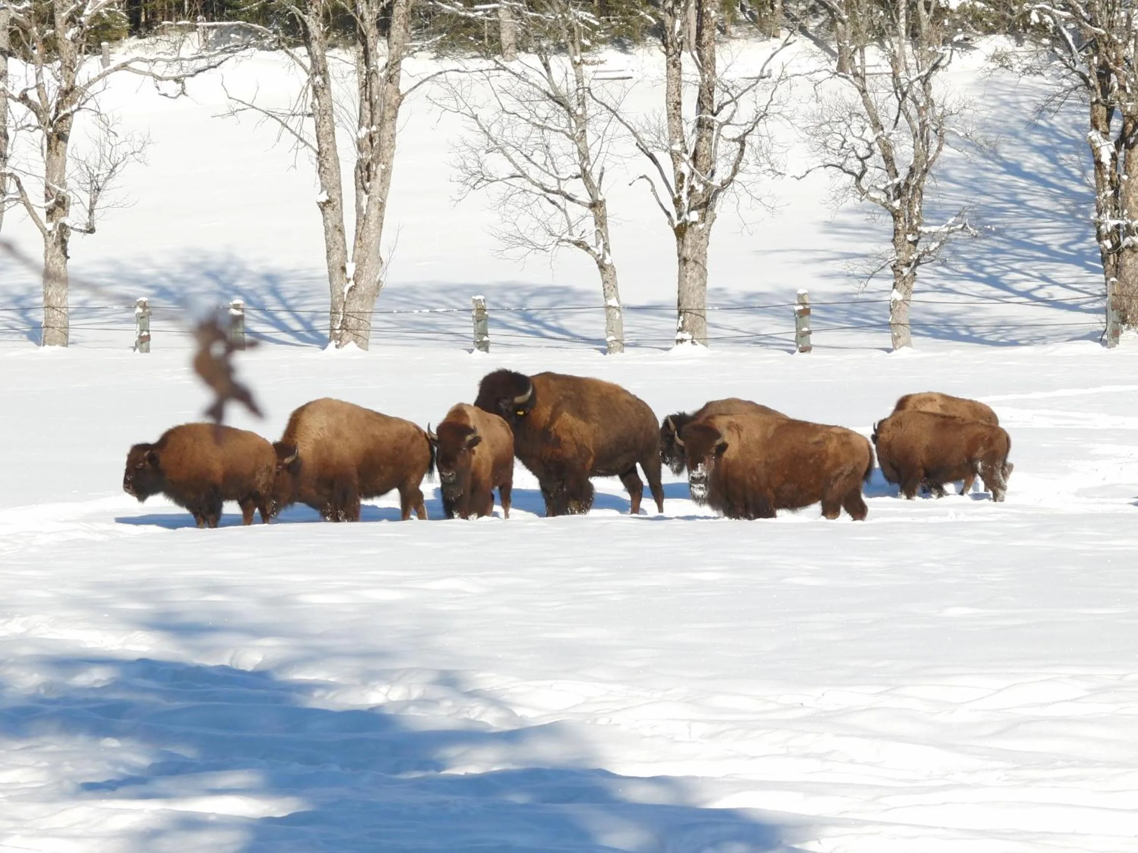 Day in Hotel Ramsaueralm