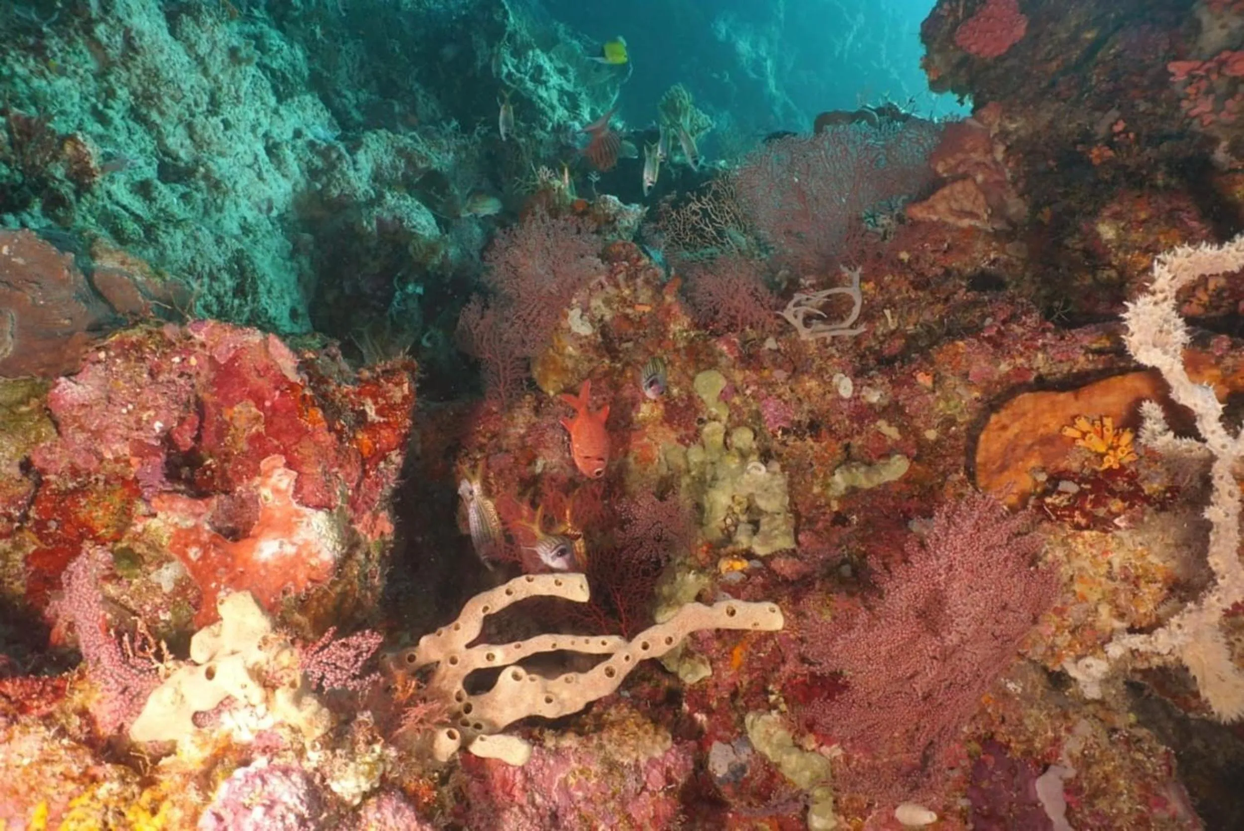 Sea World Club Beach Resort & Dive Center, RESORT THAT SUPPORTS THE POOR