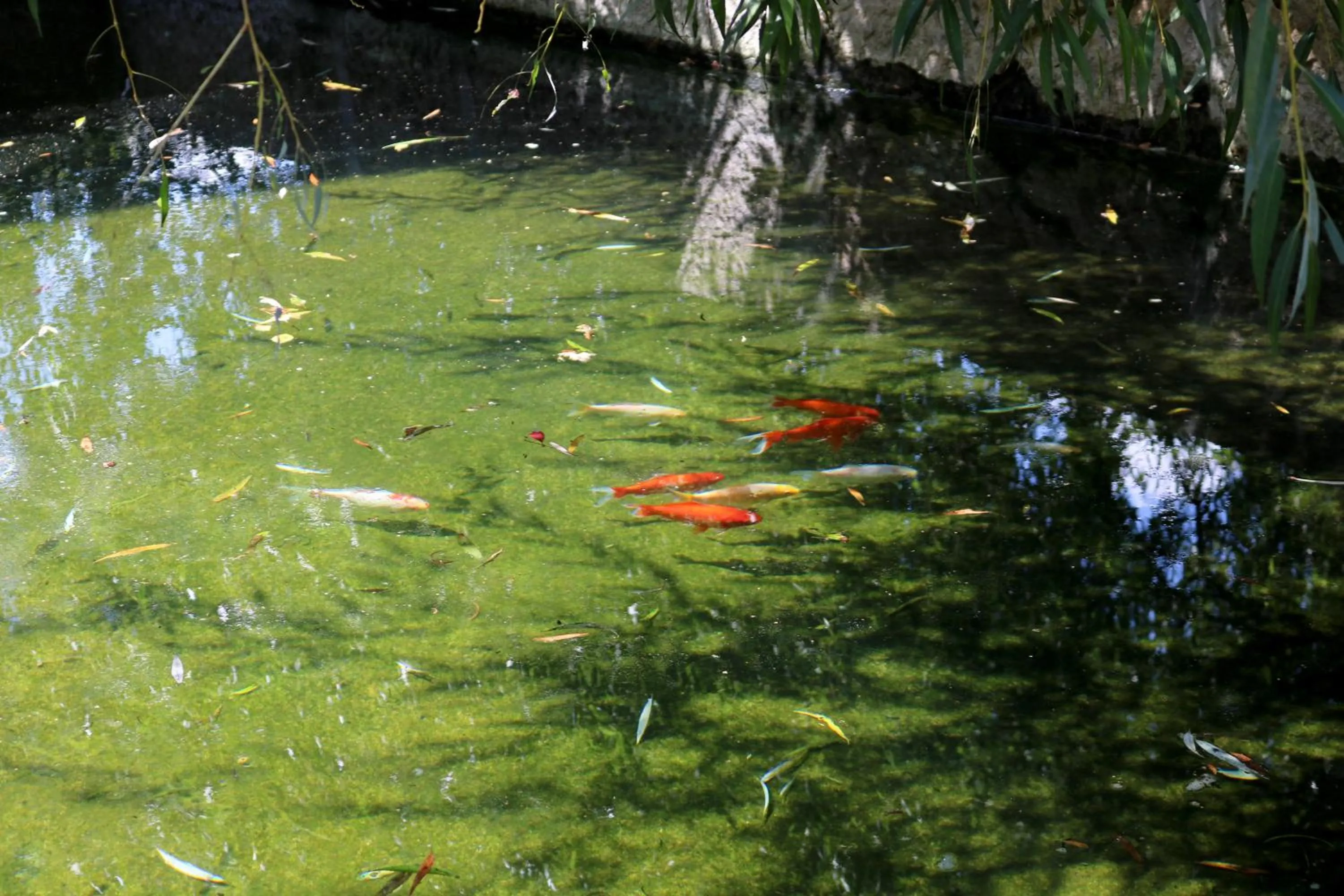 Animals in Casa da Eira