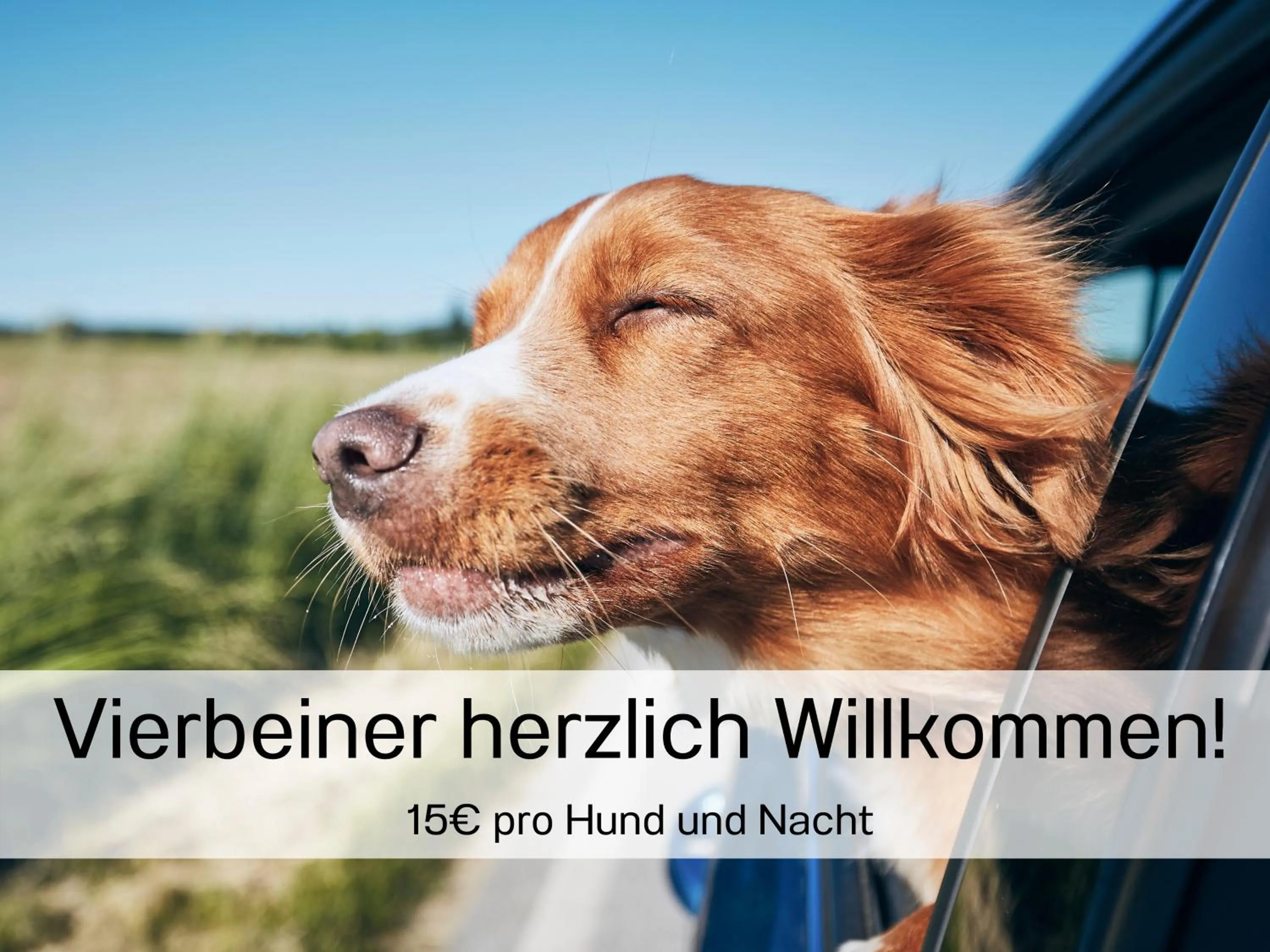 Animals in Hotel Sarah