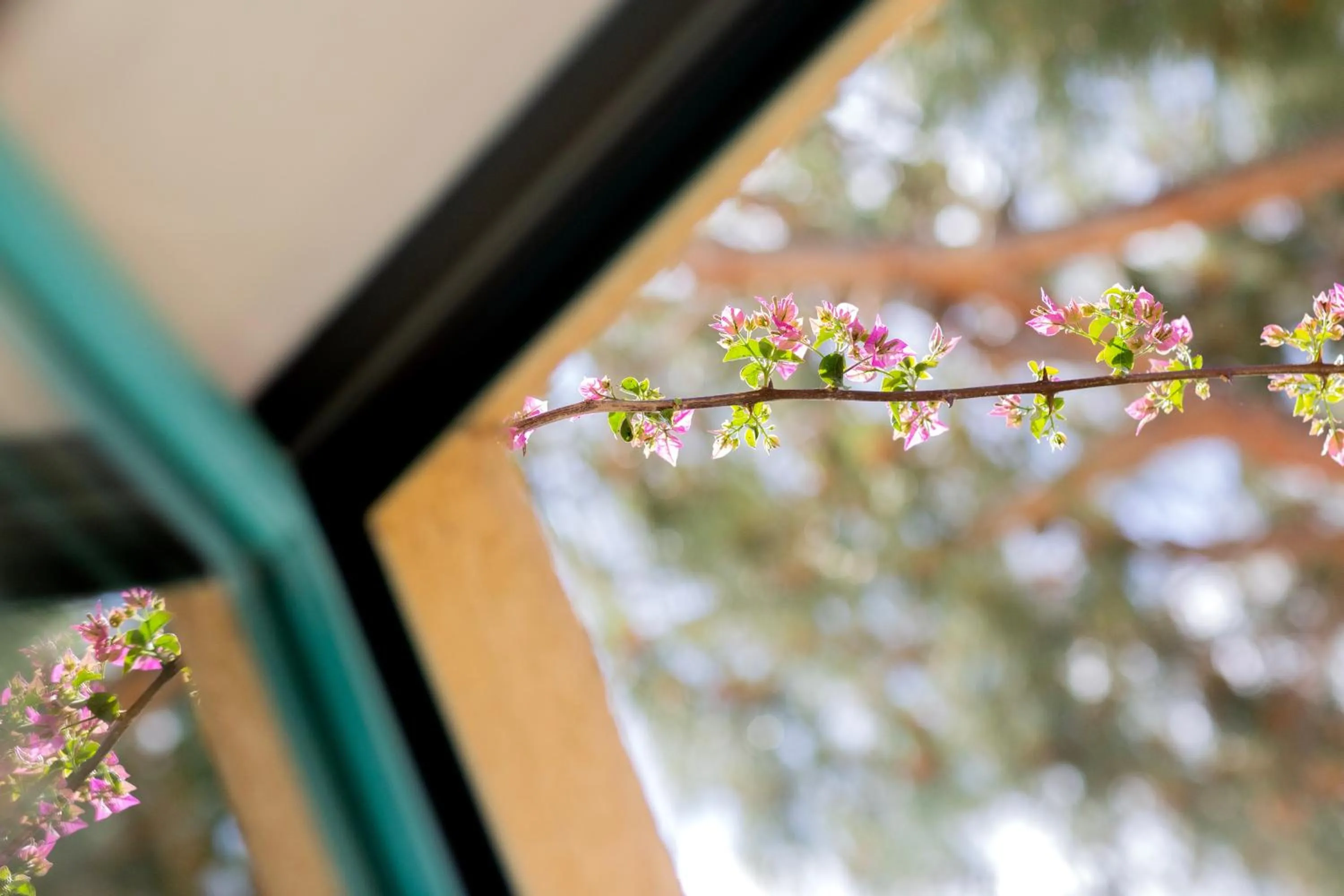 Garden in Casa Santini x Roc Seven