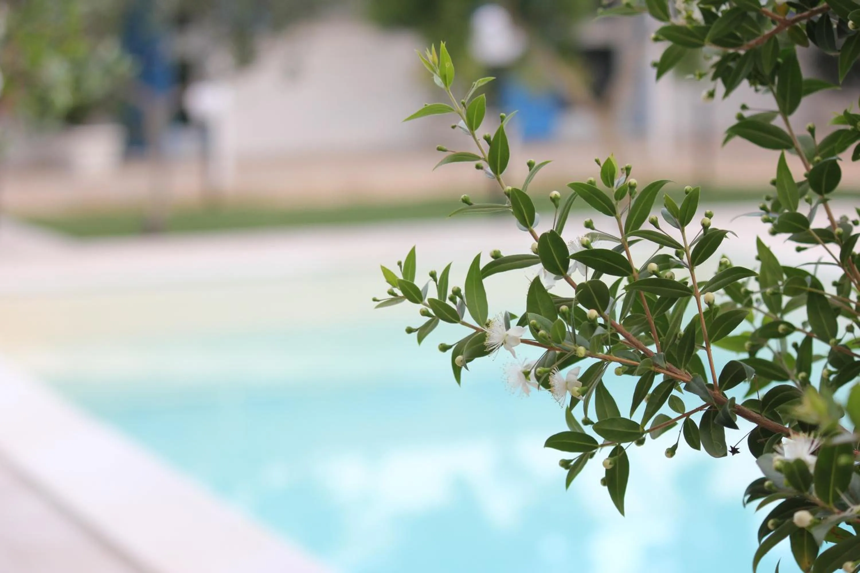 Area and facilities in Verdeblu