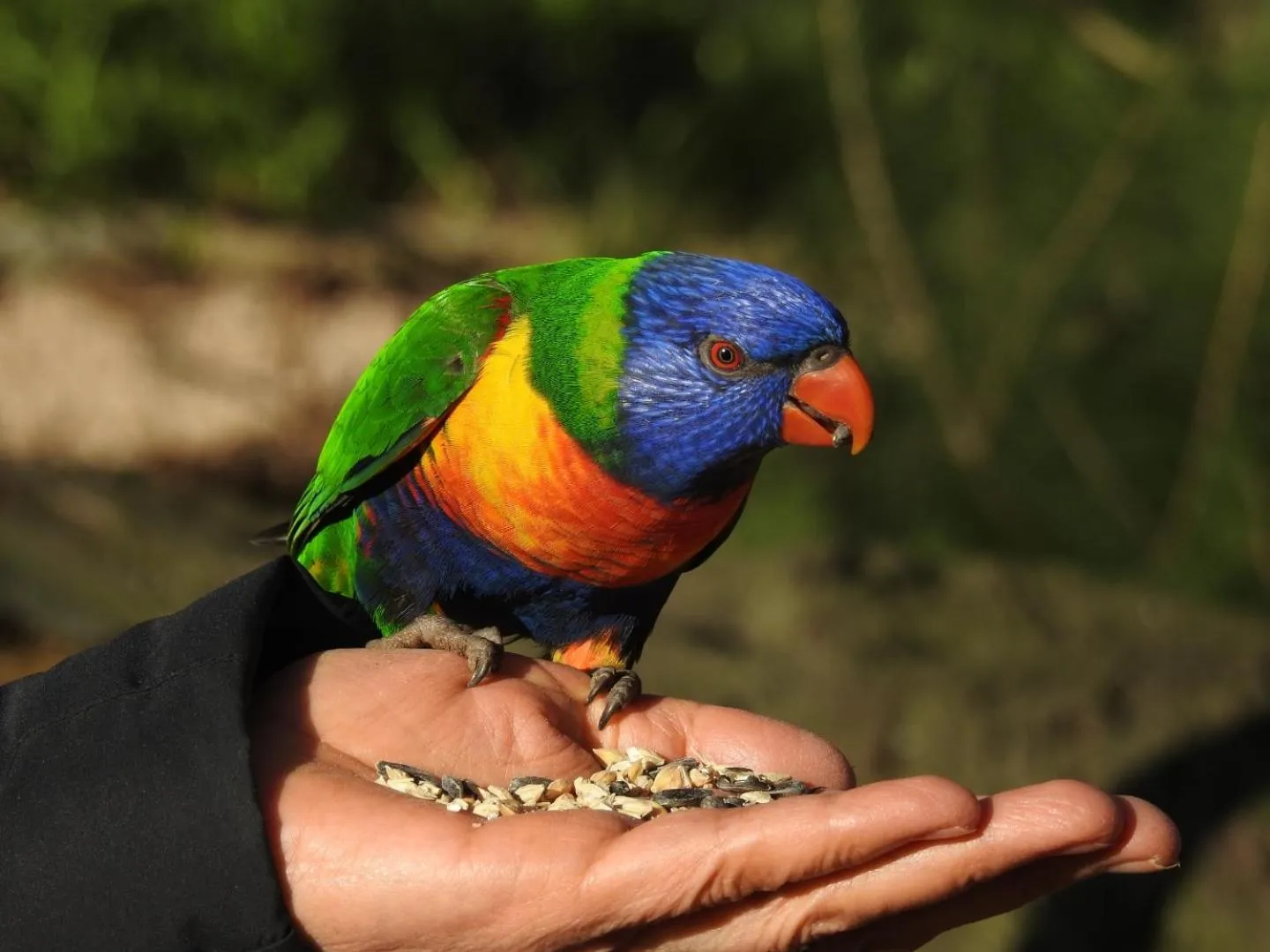Animals in Limani Port Lincoln