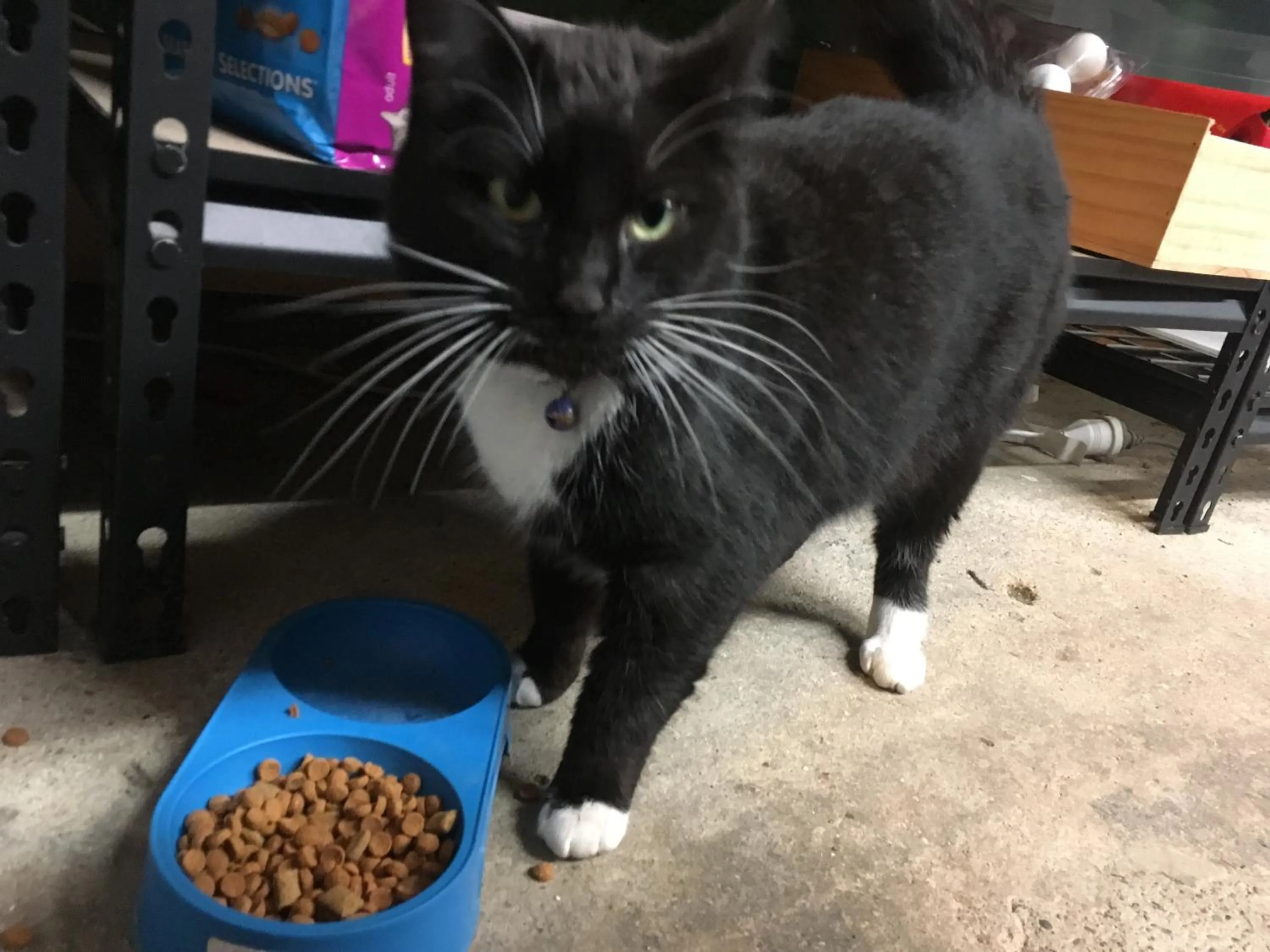 Animals in The Barn Cabins & Camp