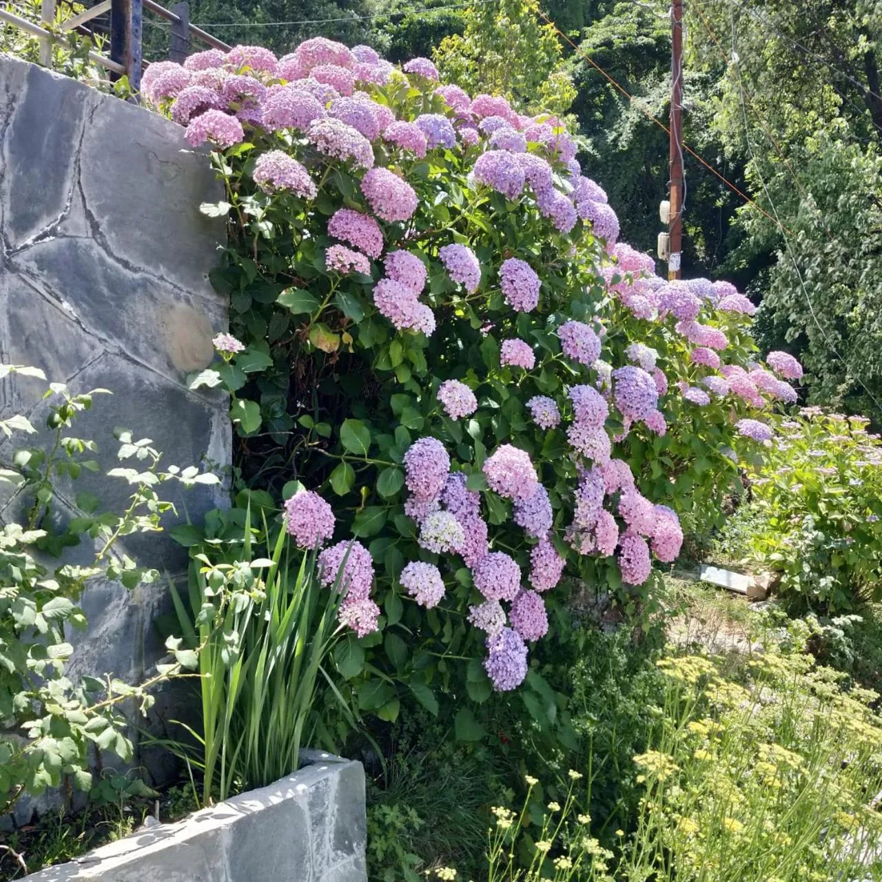 Garden in Hotel SunGrace
