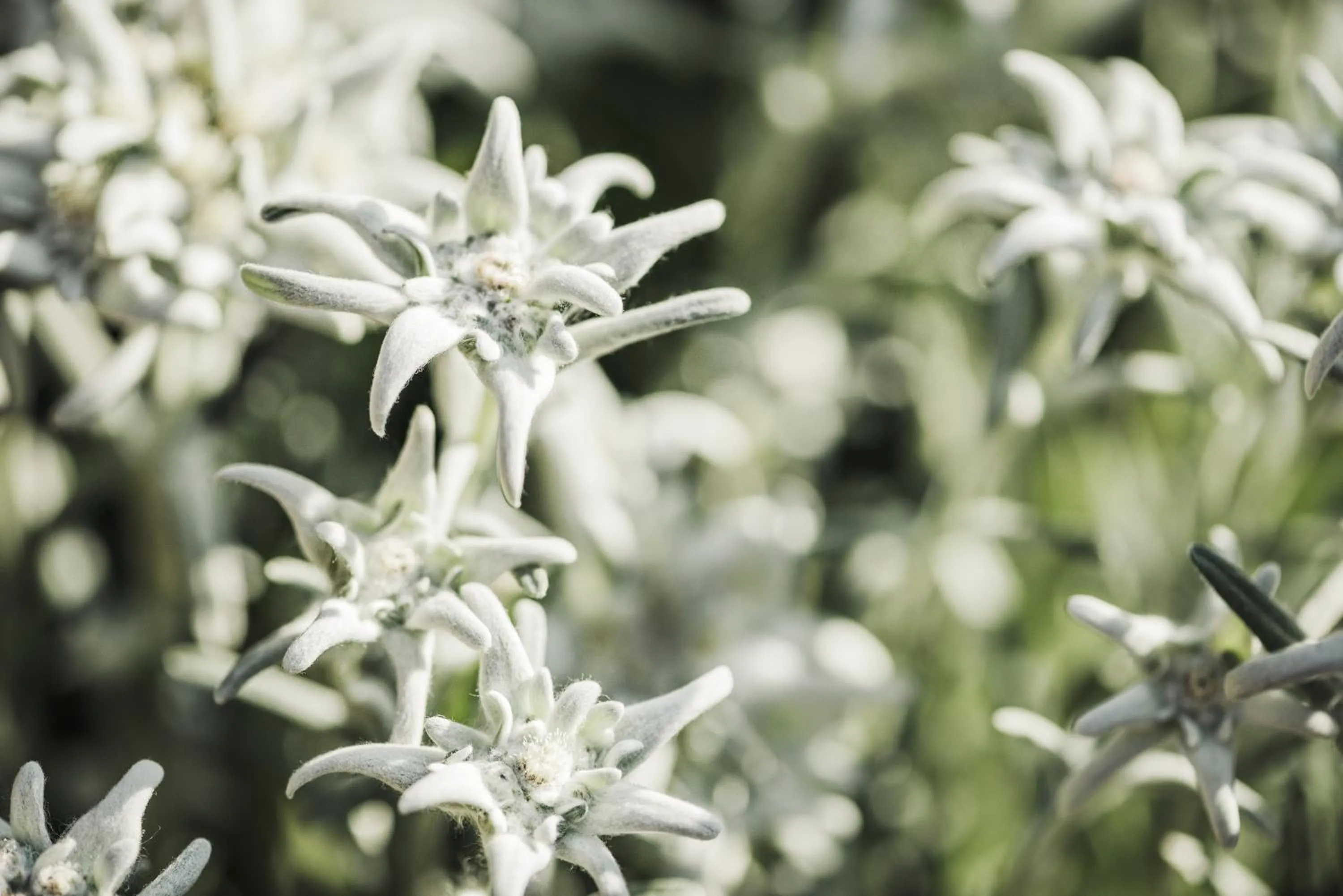 Garden in Hotel Alpenhof Kristall