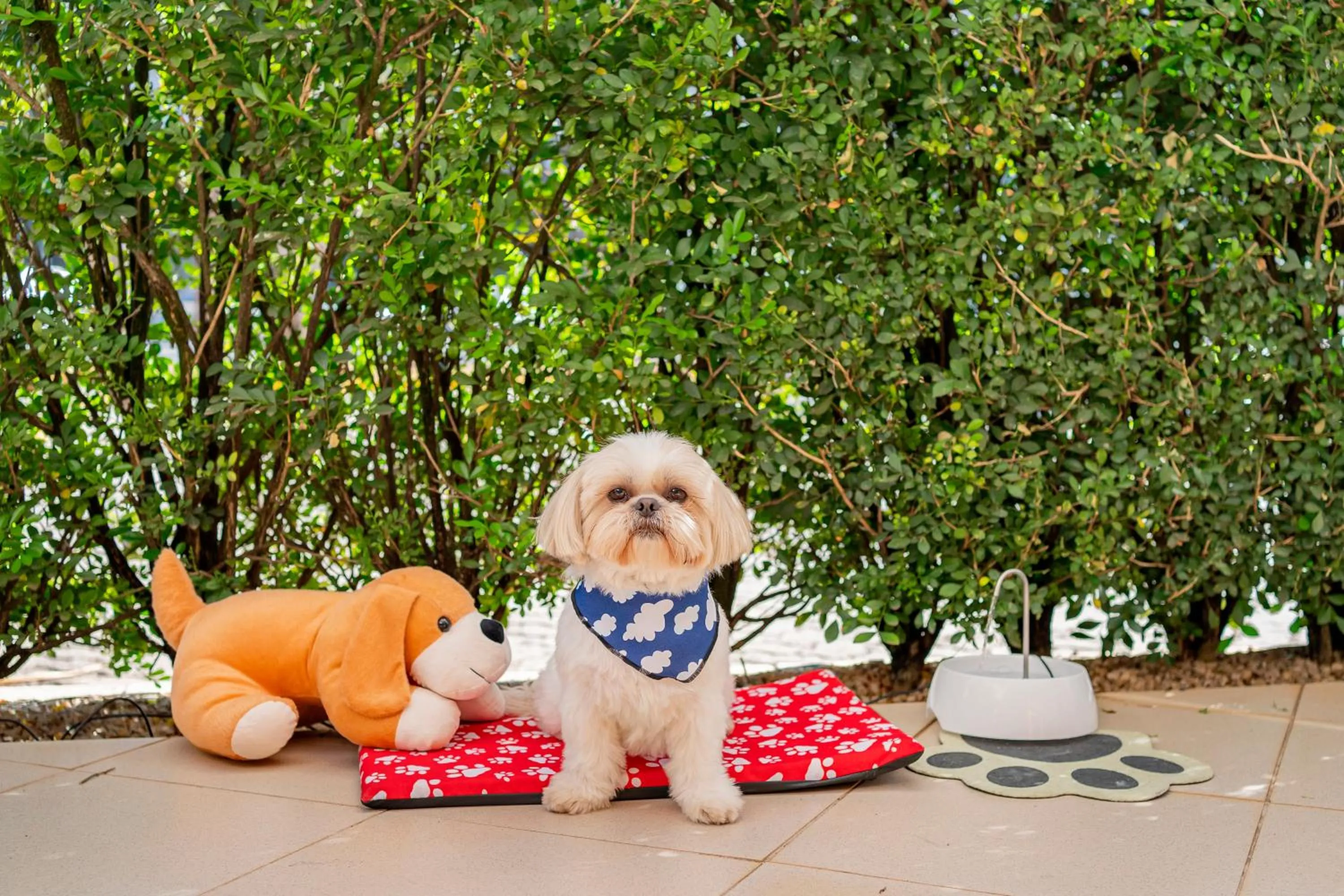 Pets in ibis Piracicaba