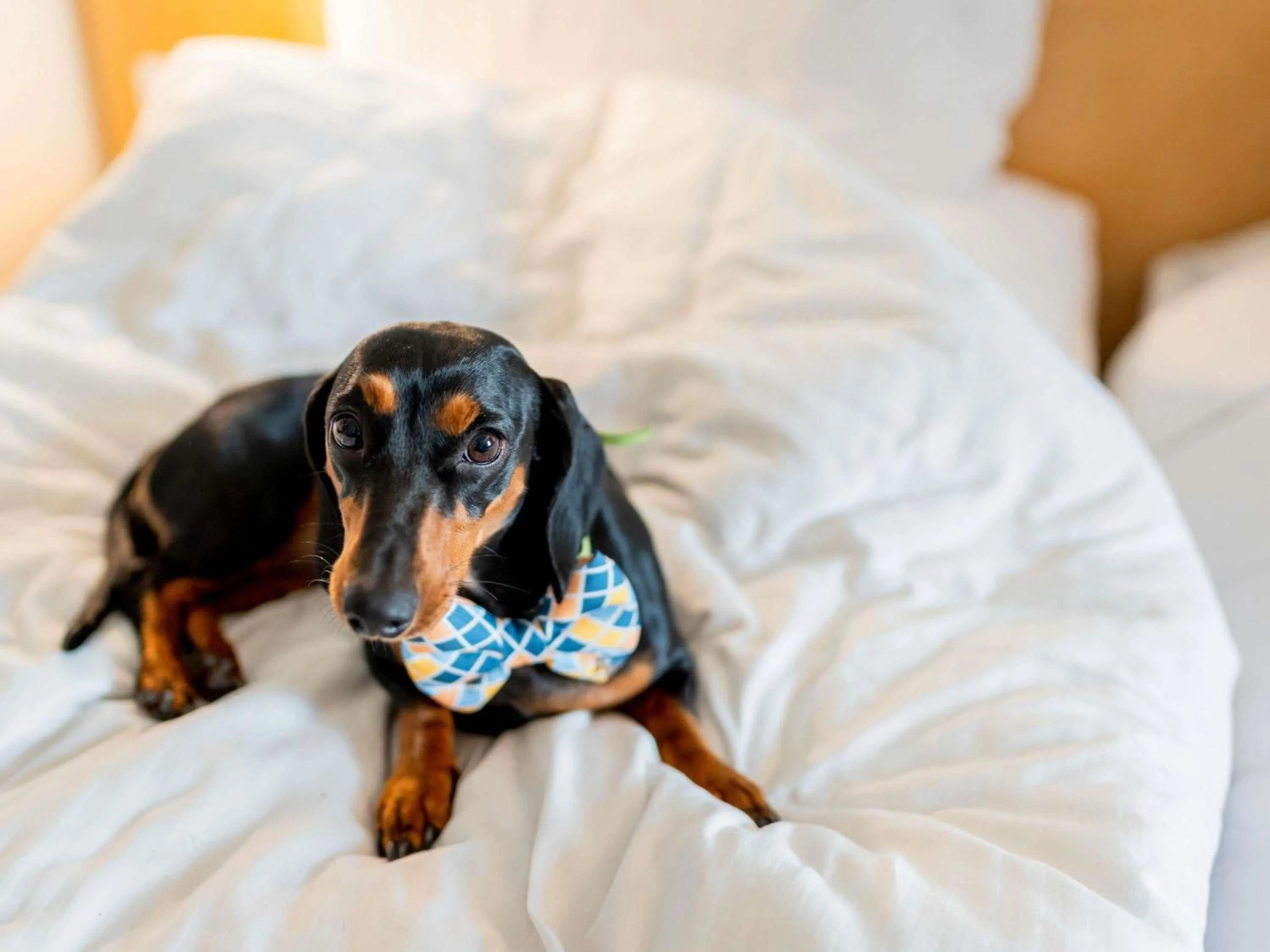 Bedroom, Bed in ibis Kochi City Centre - An Accor Brand