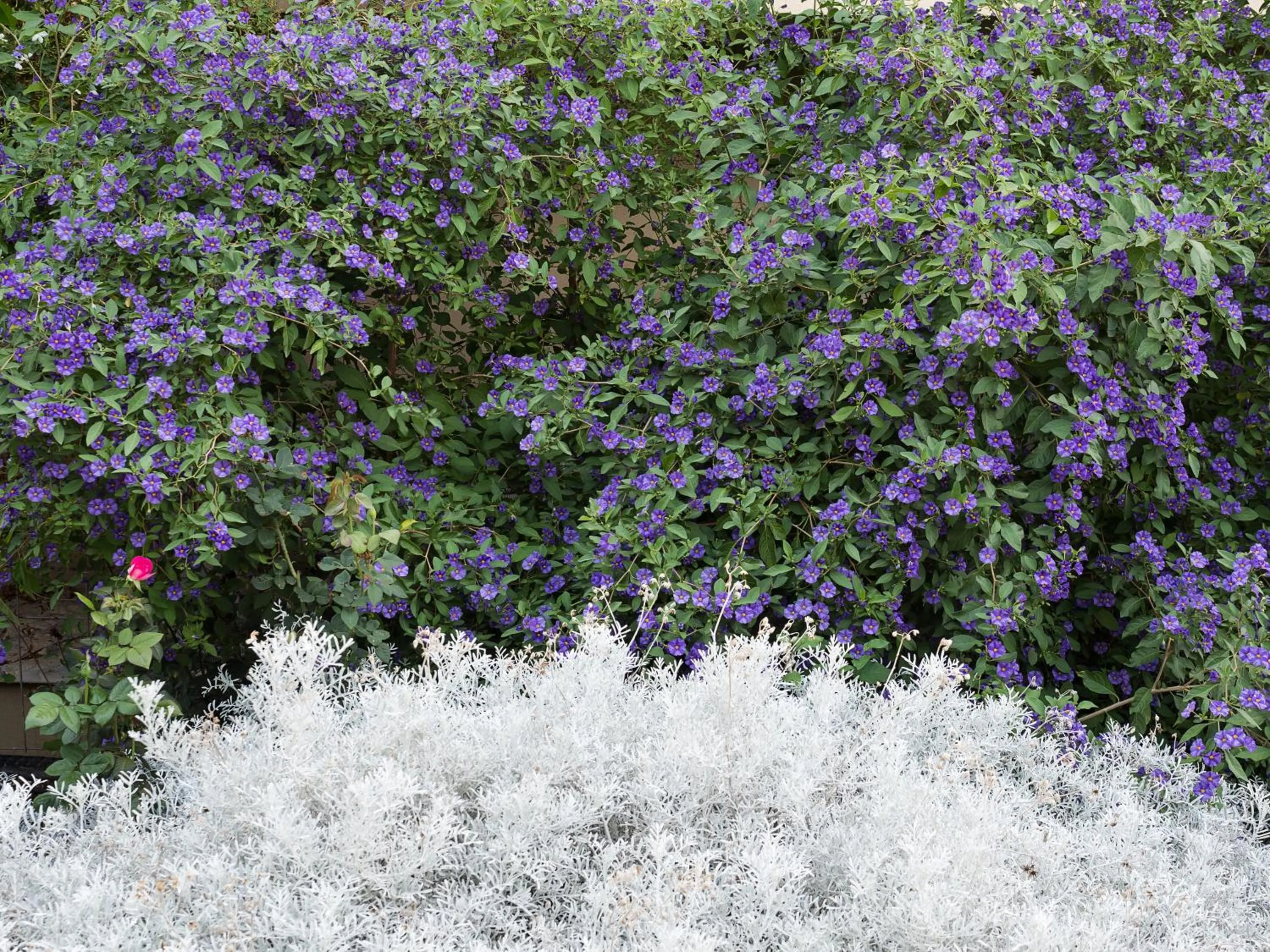 Garden in Rocca dei Saraceni
