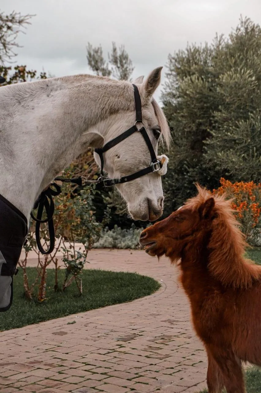 Animals in Rocca dei Saraceni