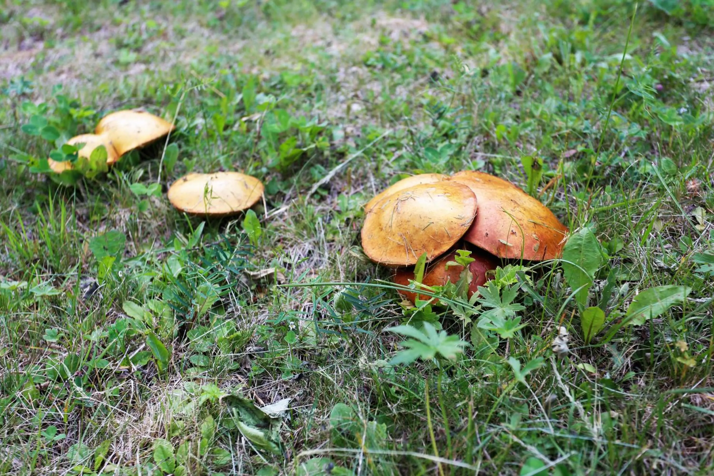 Summer in Residence Primula