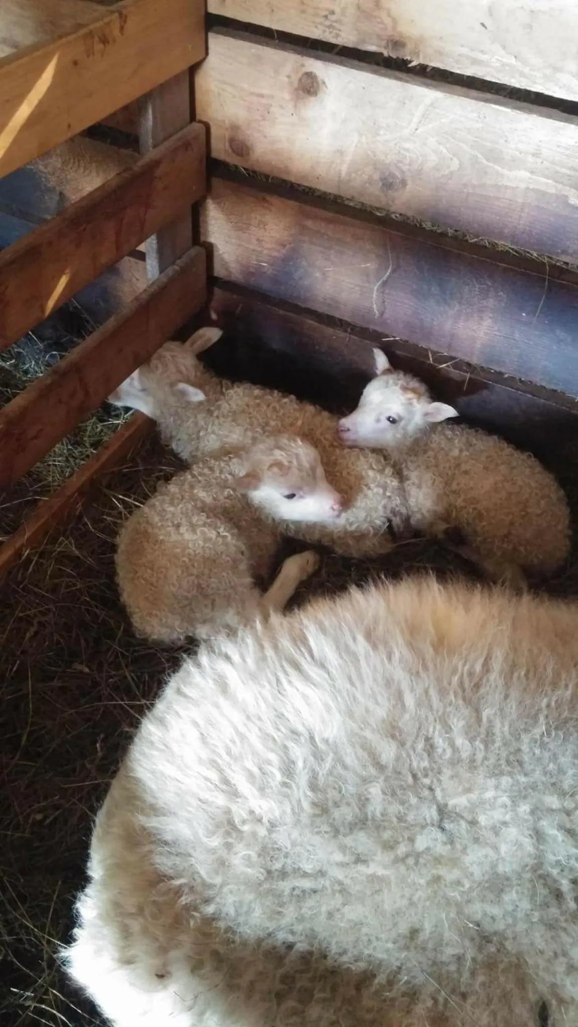 Spring in Lindartún Guesthouse