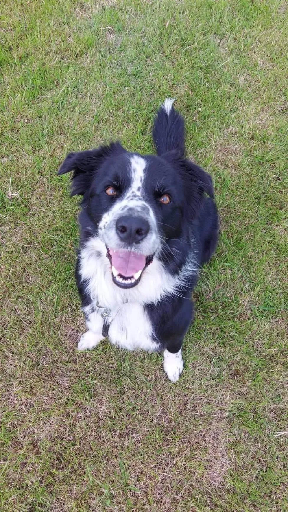 Pets in Lindartún Guesthouse