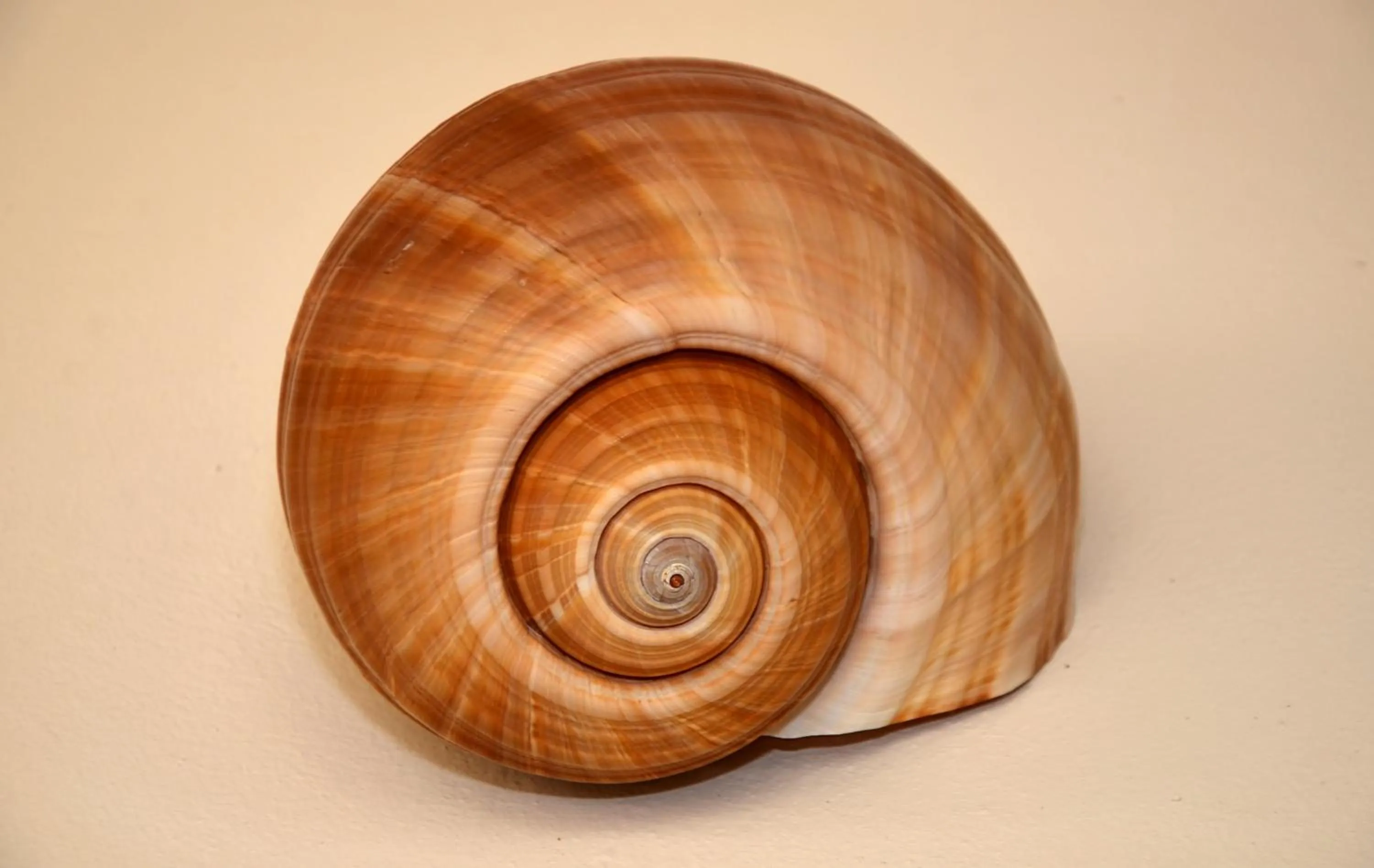 Decorative detail in Tierra del Mar Hotel - Adults Only