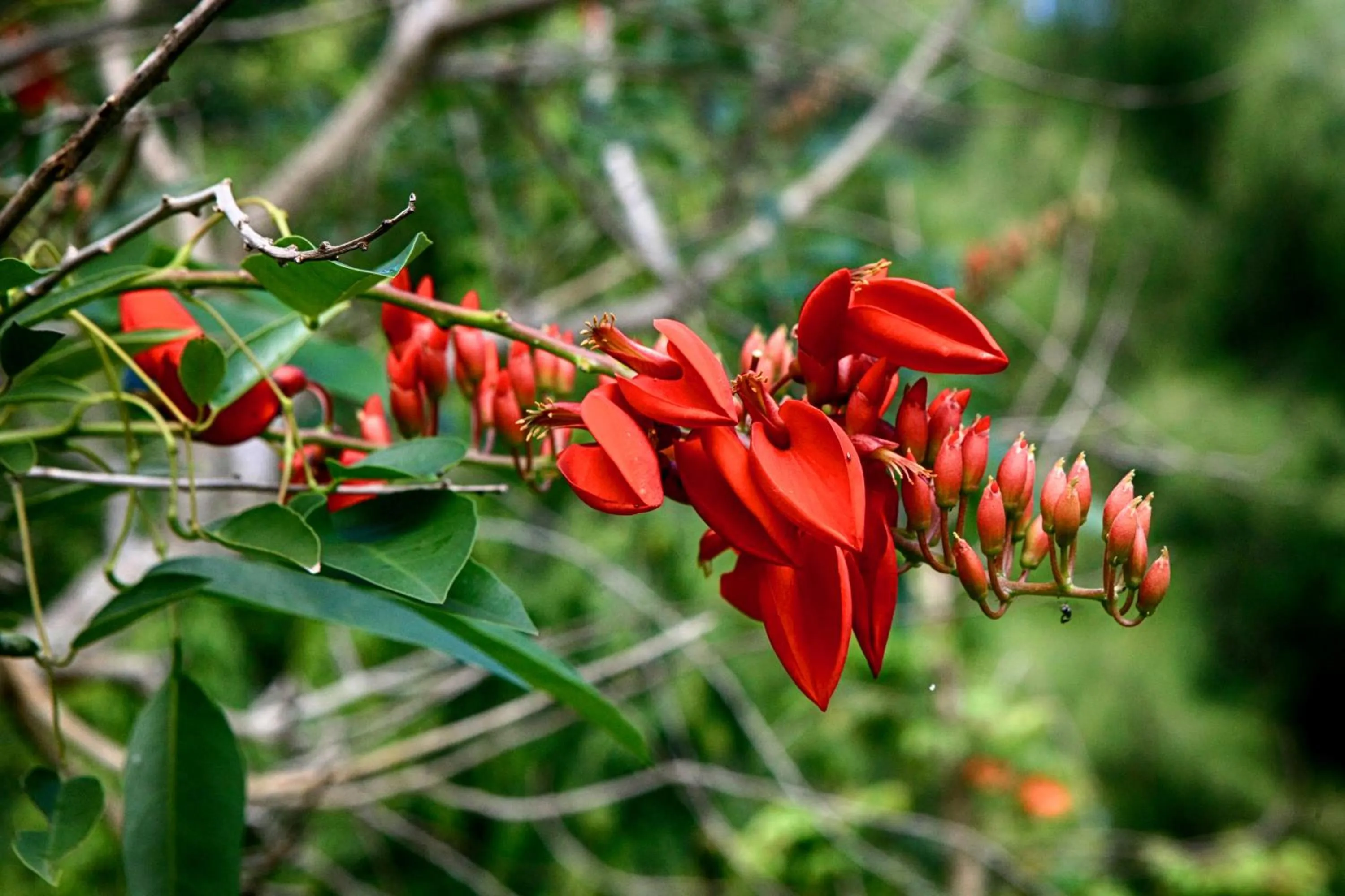 Natural landscape in Q Bungalows