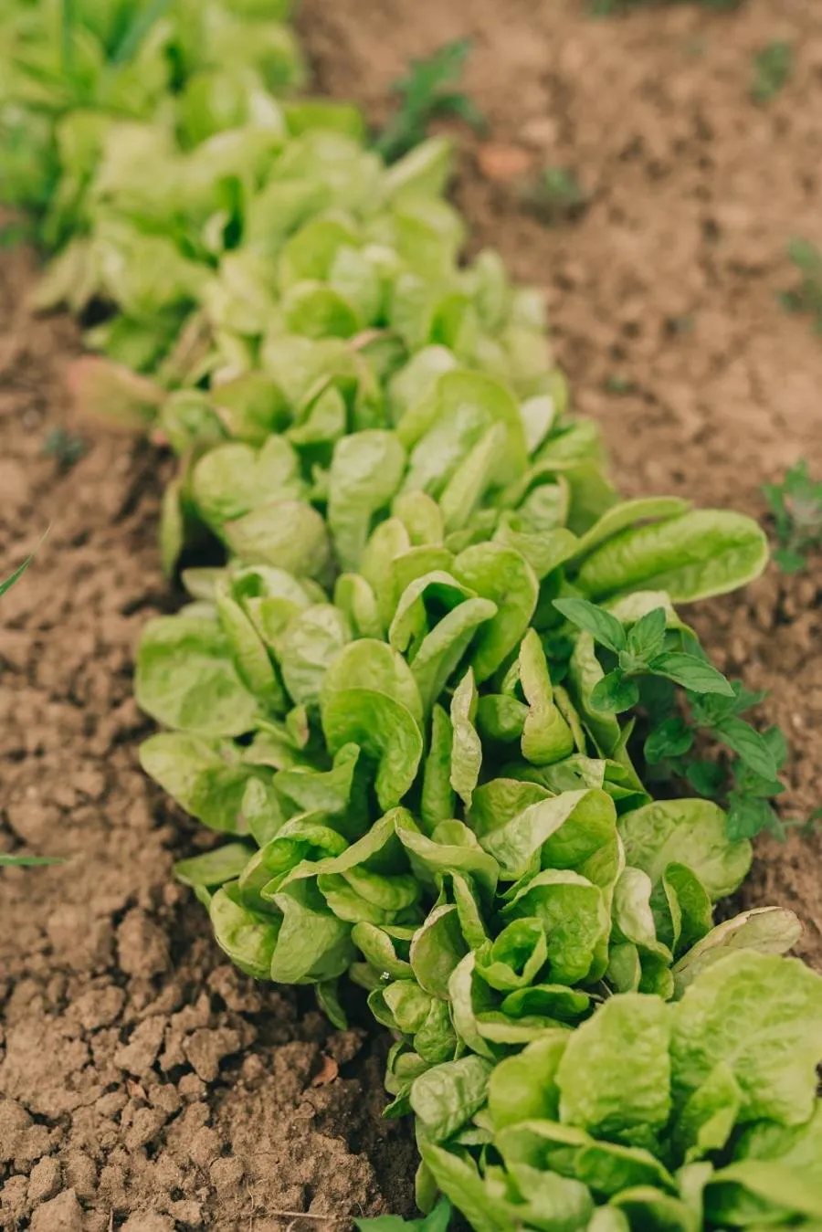 Garden in Matild Country Hotel
