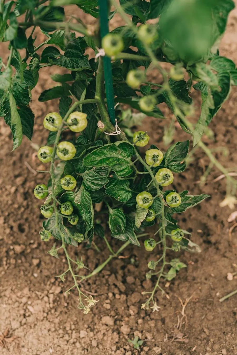 Garden in Matild Country Hotel