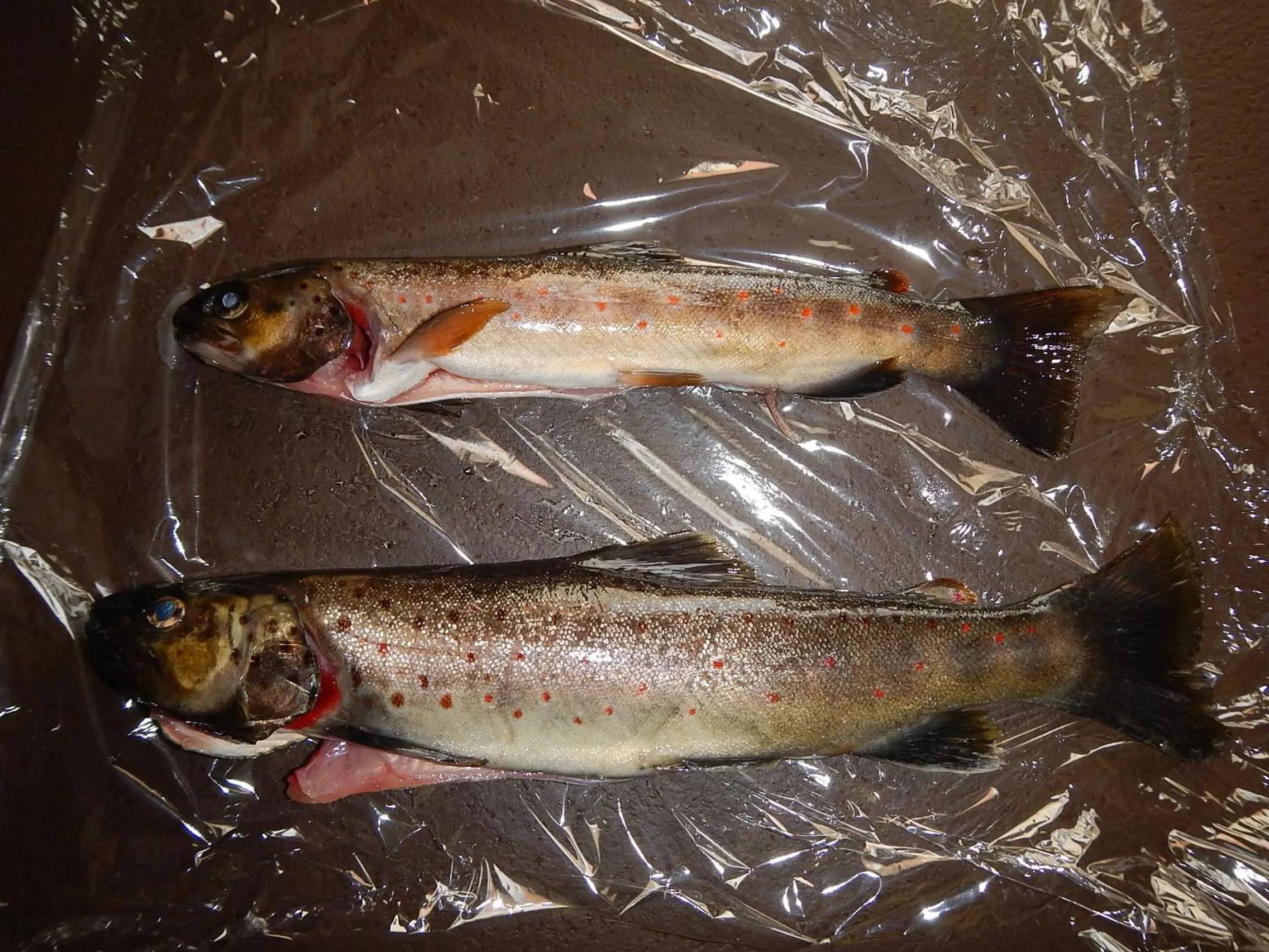 Natural landscape in chambre chez mamie do