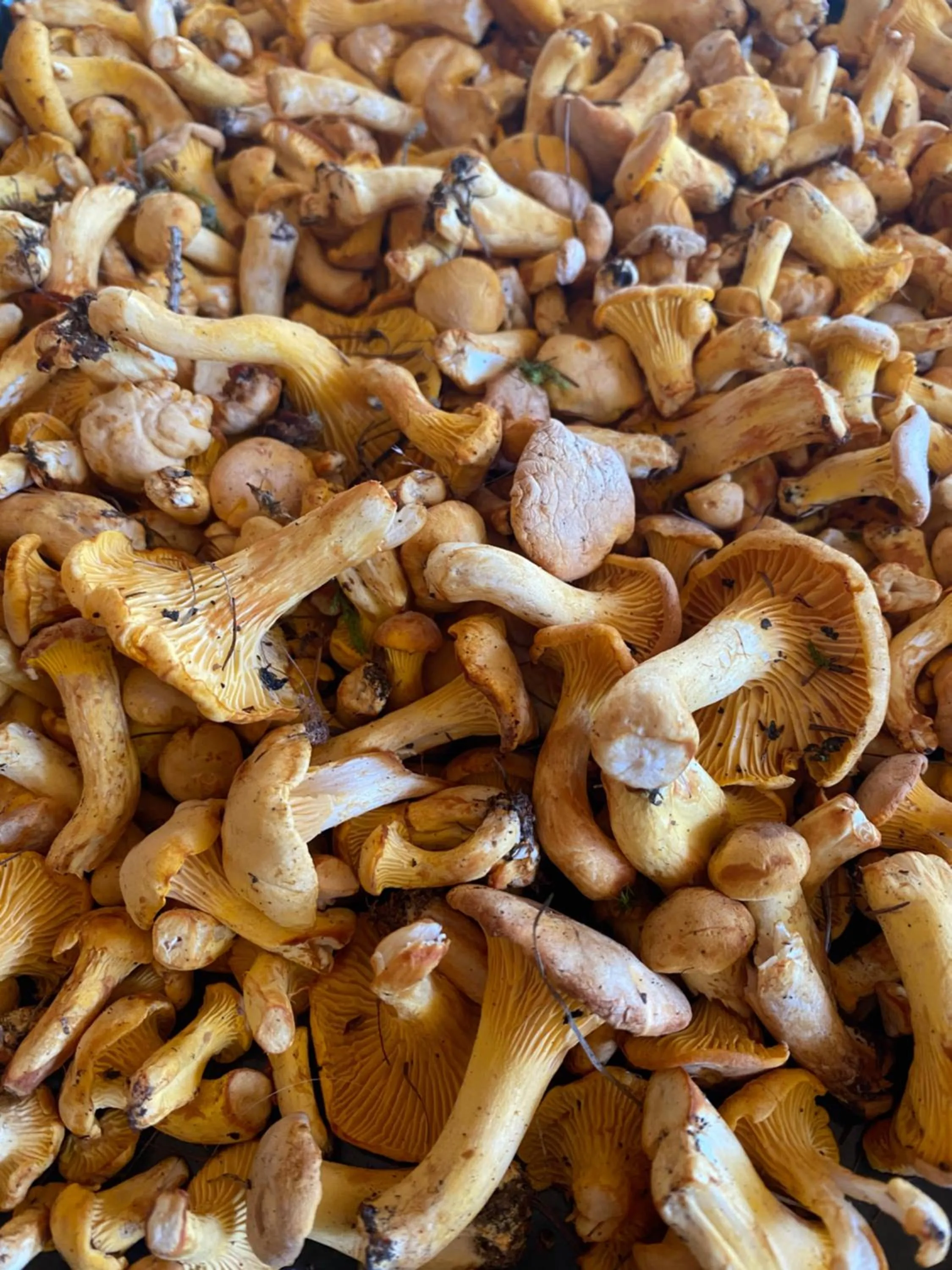 Summer in Shima-Davos