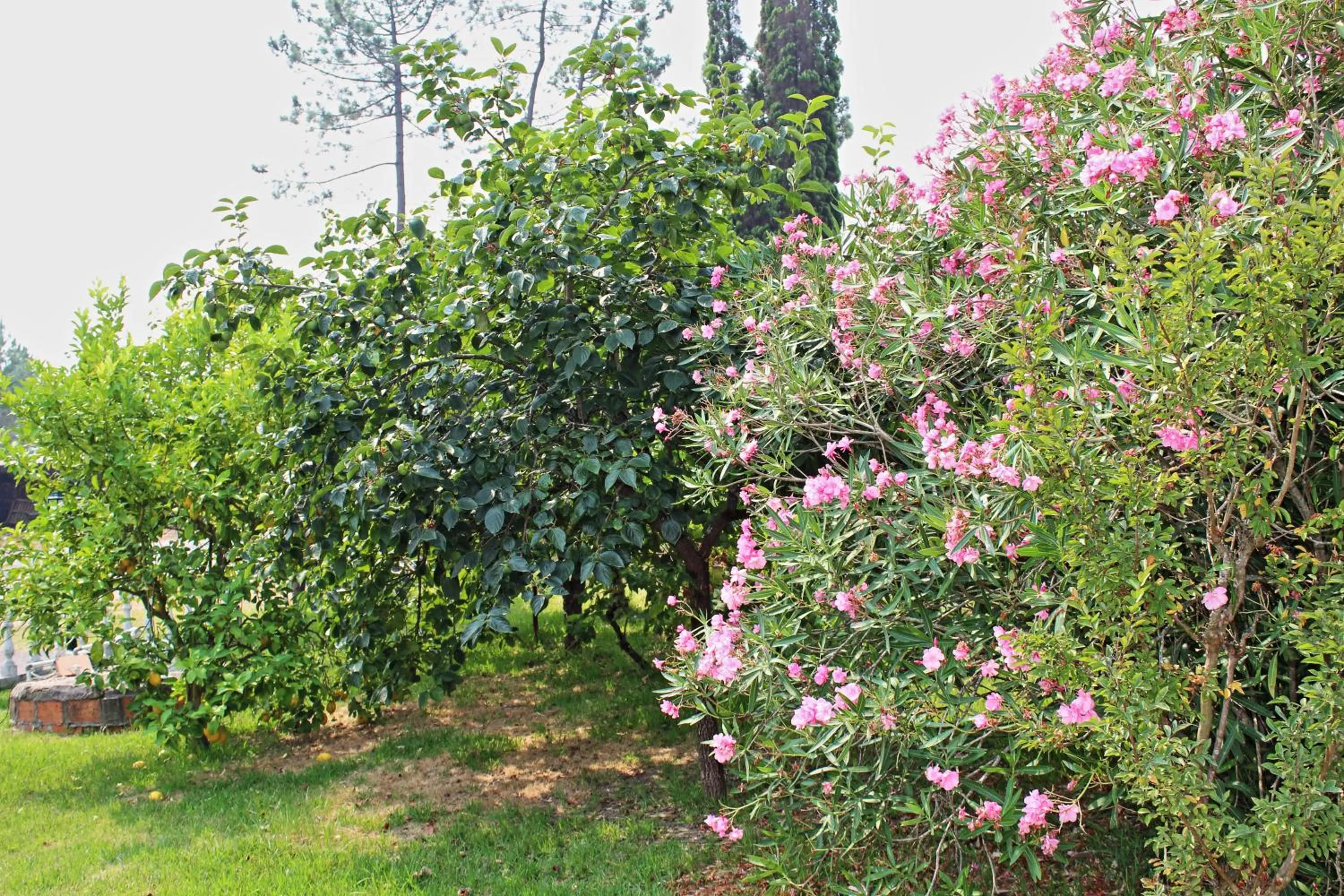 Garden in Residencial Pinho Verde