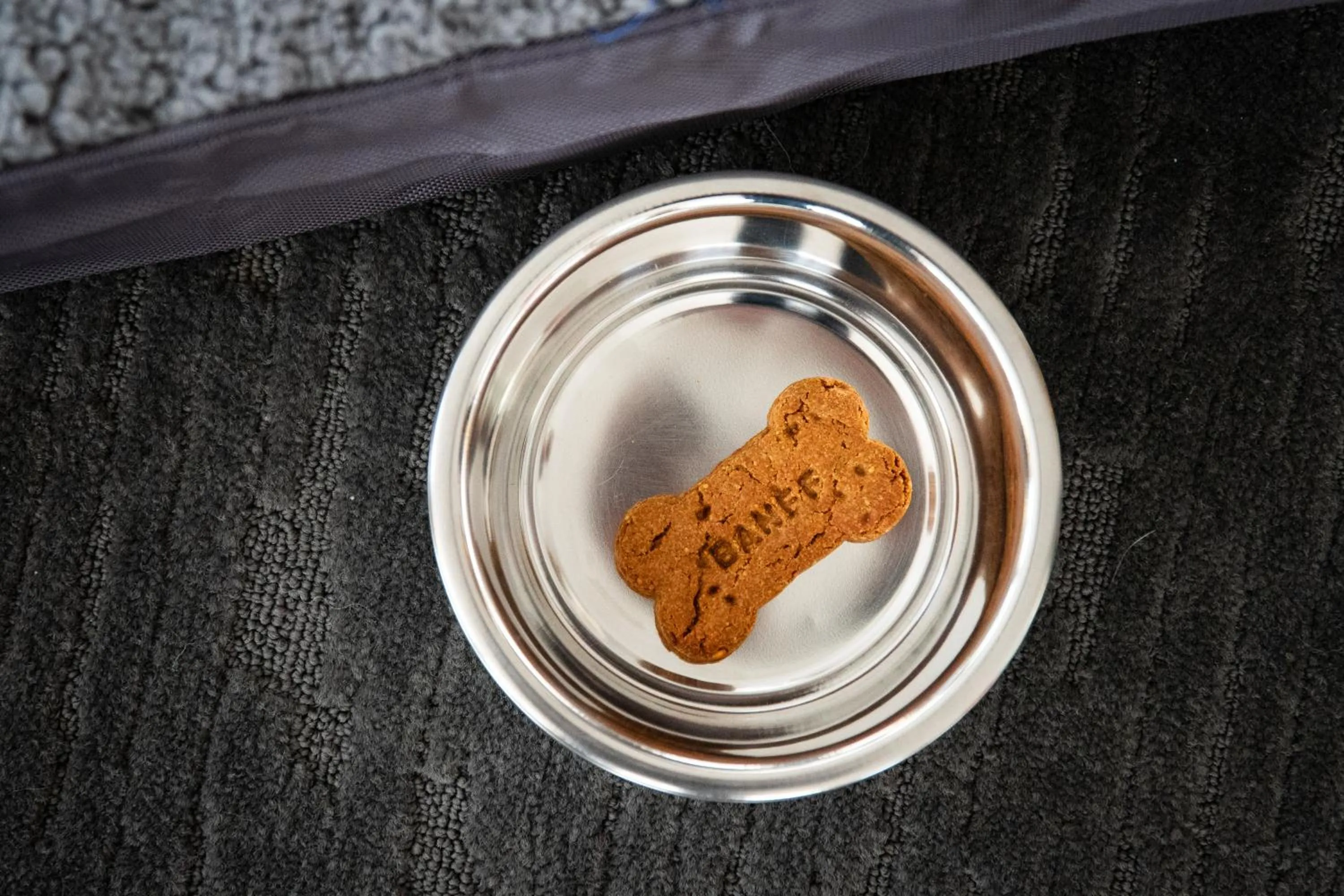 pet friendly in Elk + Avenue Hotel