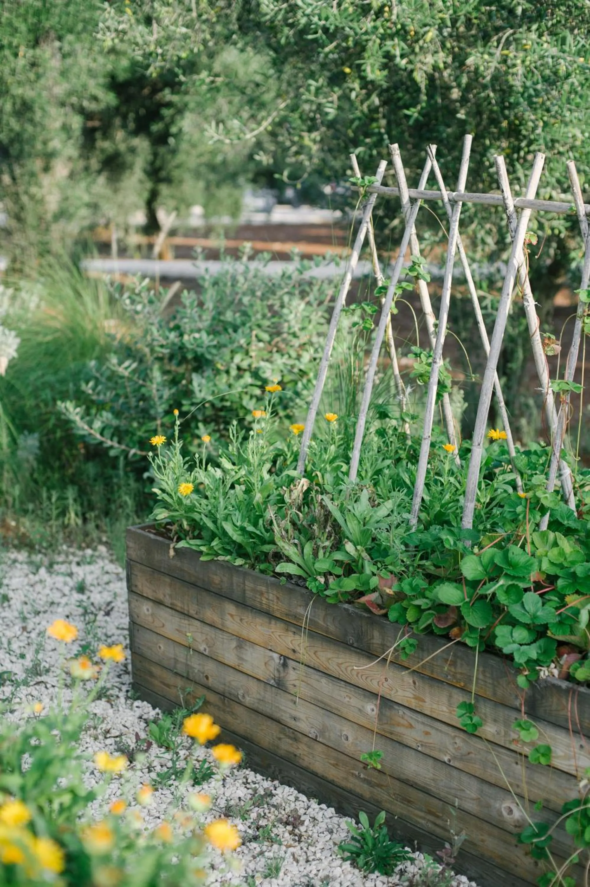 Fikus - the Apulian B&B