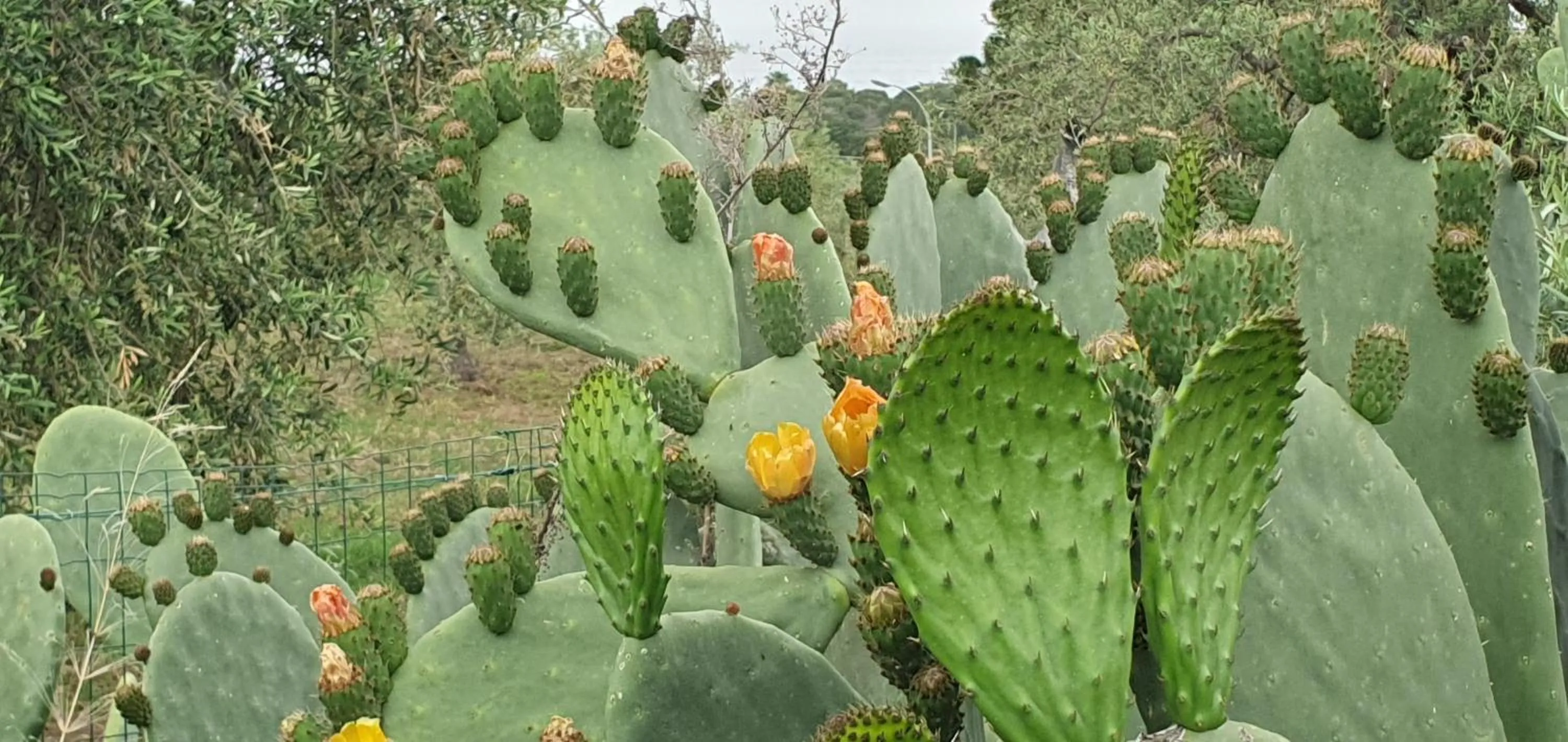 Garden view in Il dono di Atena