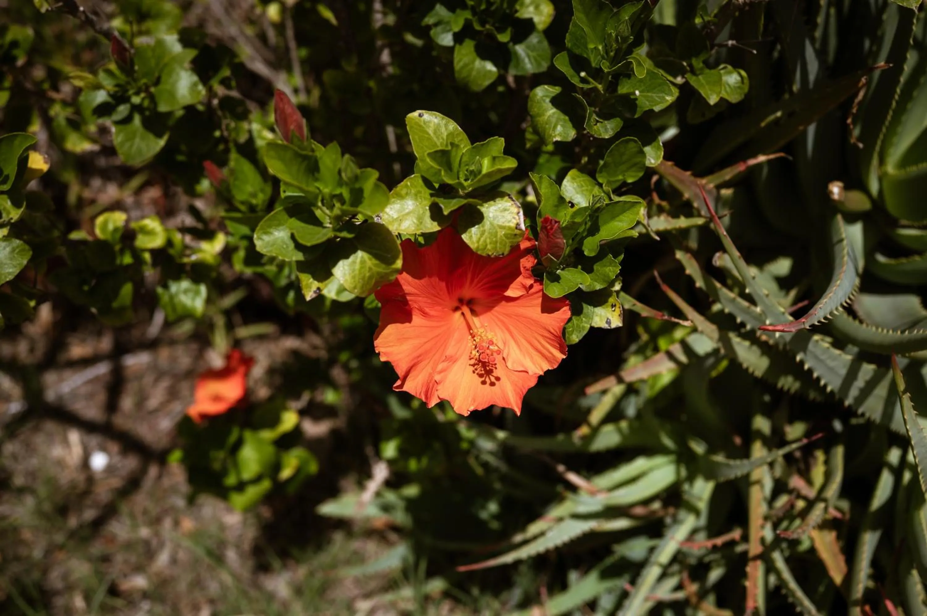 Garden in Il dono di Atena