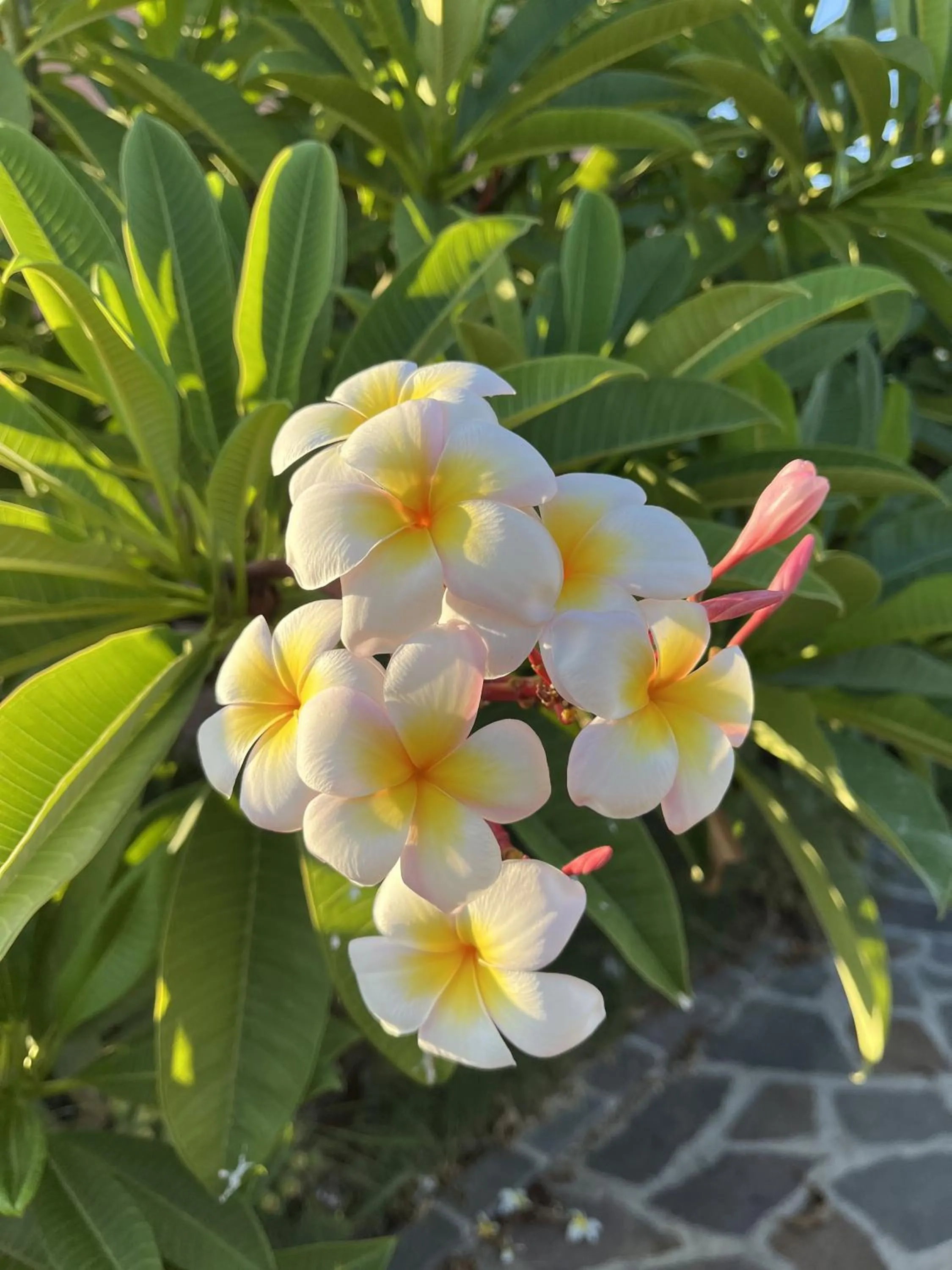 Garden in Il dono di Atena