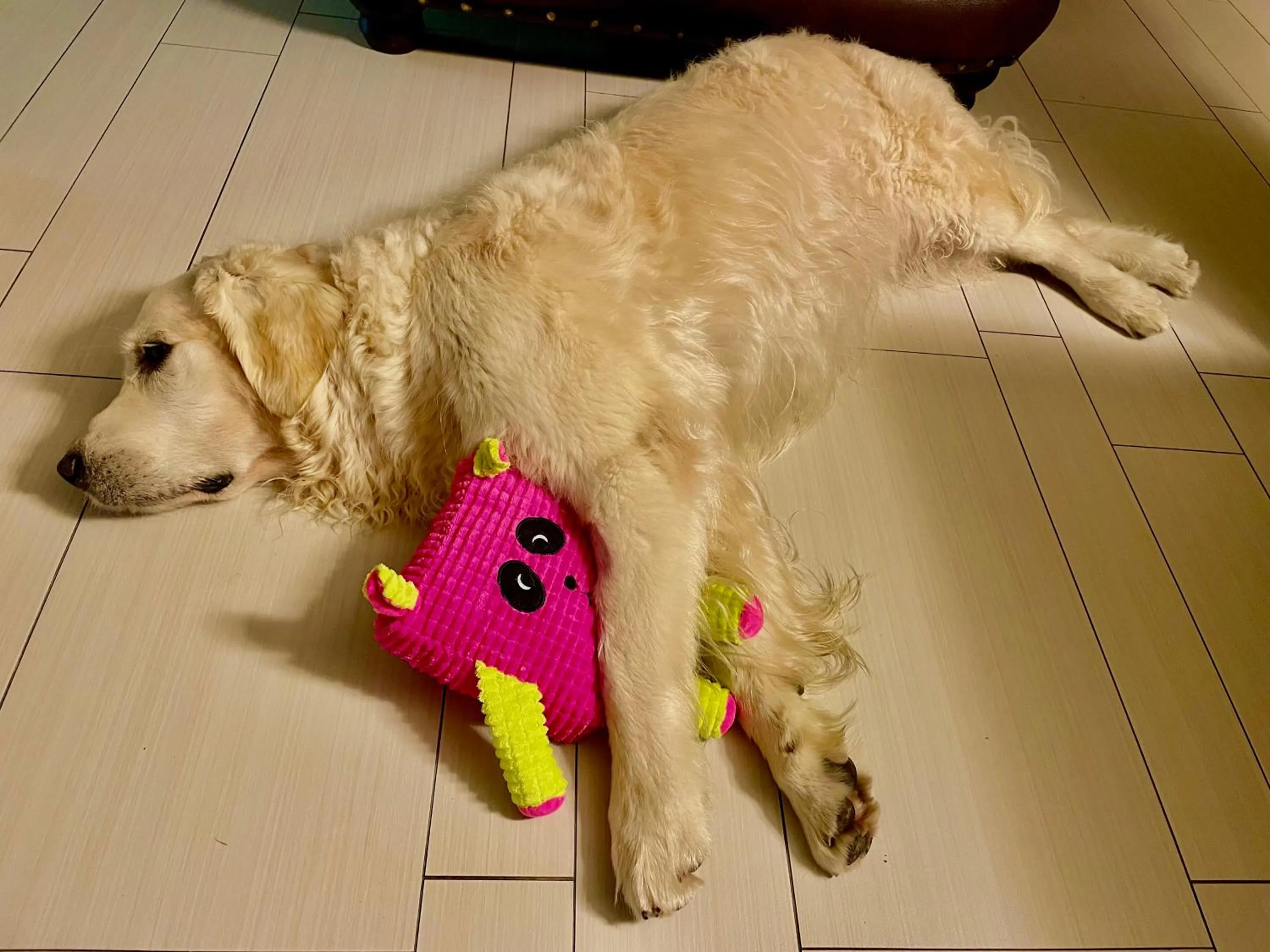 Animals in Hotel Radnice