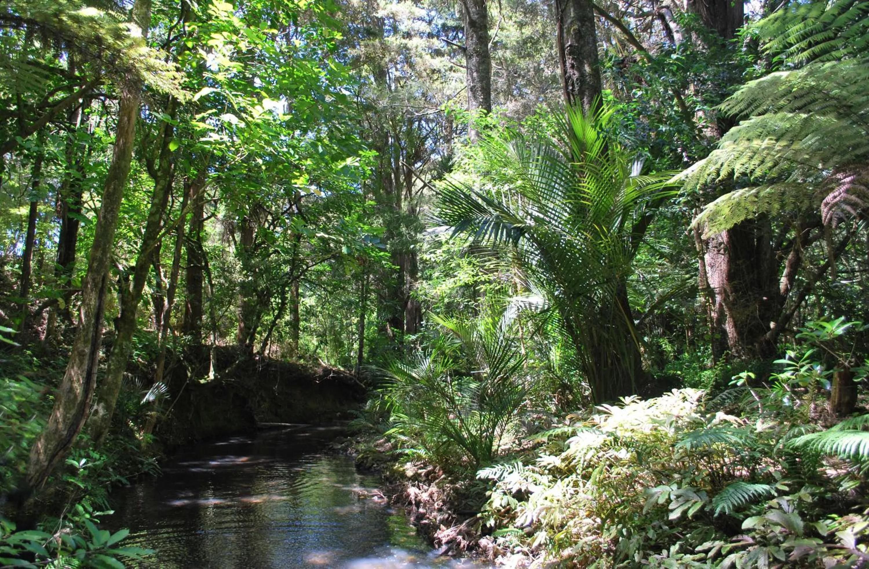 Natural landscape in Kauri Villas