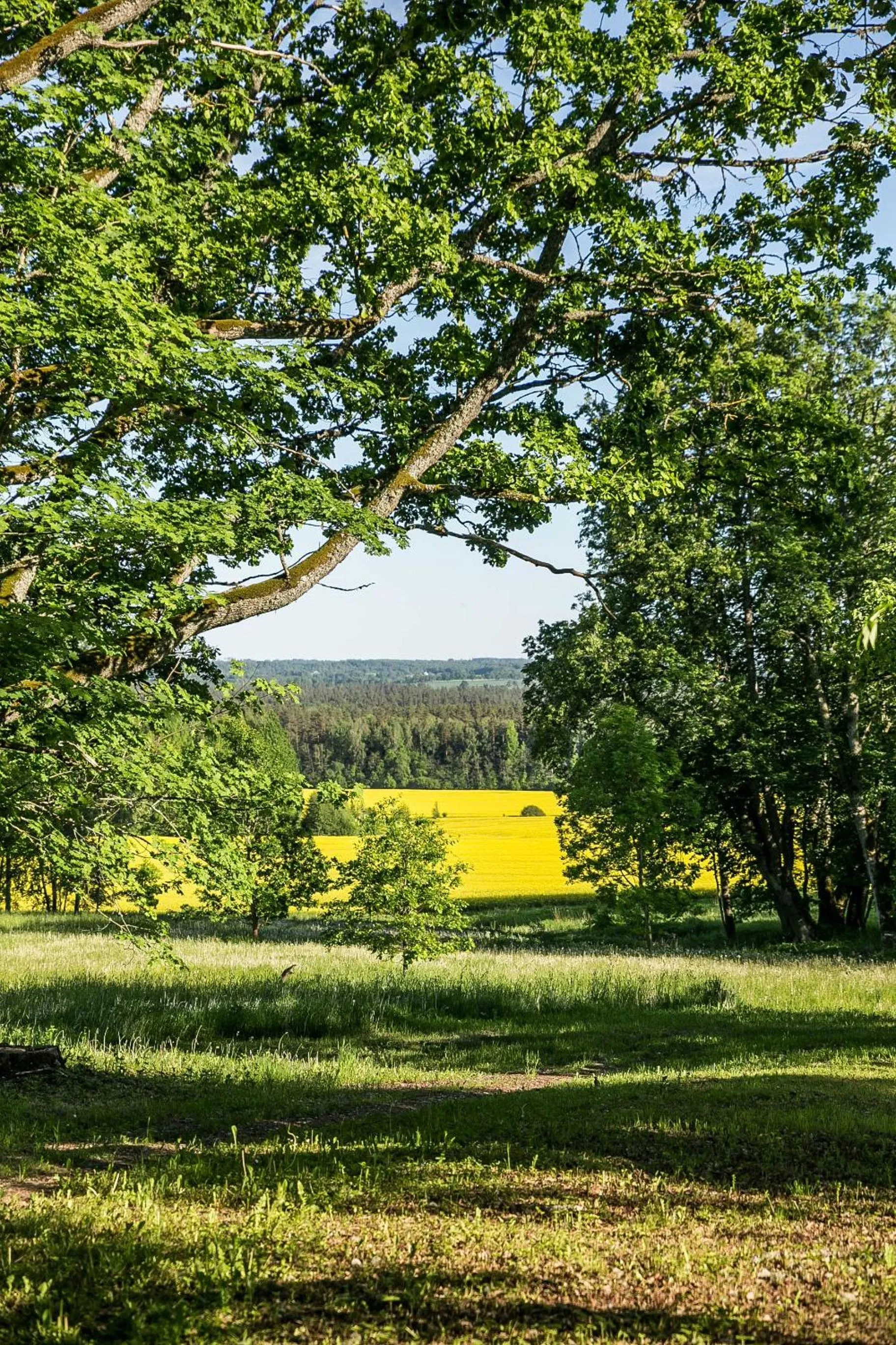 Natural landscape in Lindenhoff