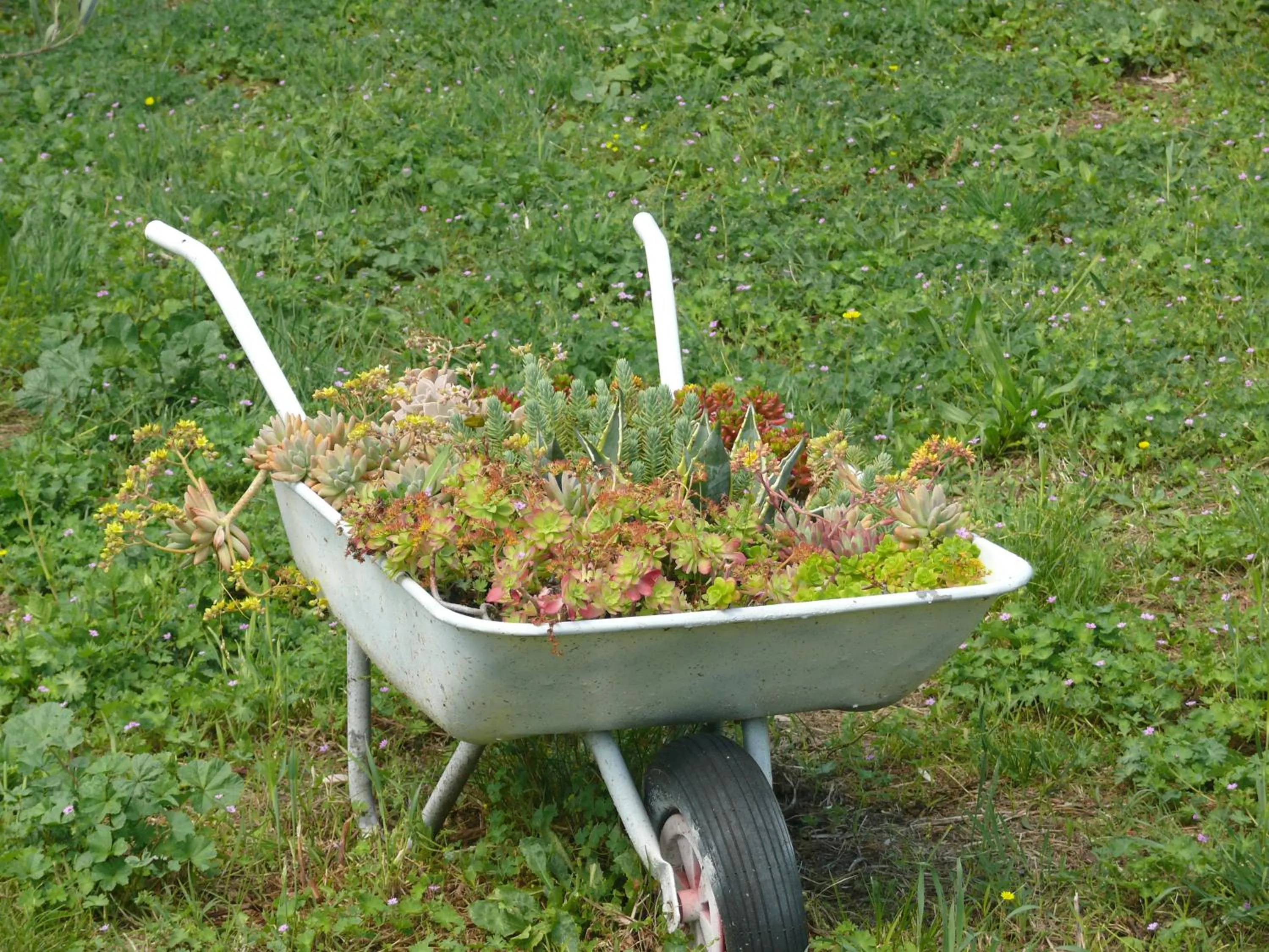 Garden in Antica Bottega di Vinci