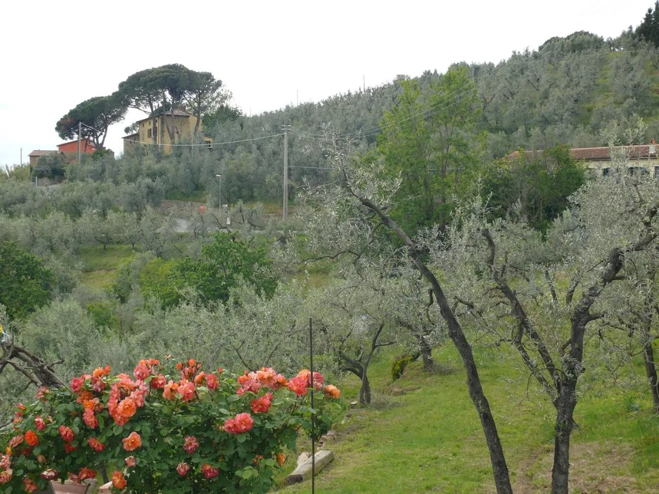 Natural landscape in Antica Bottega di Vinci