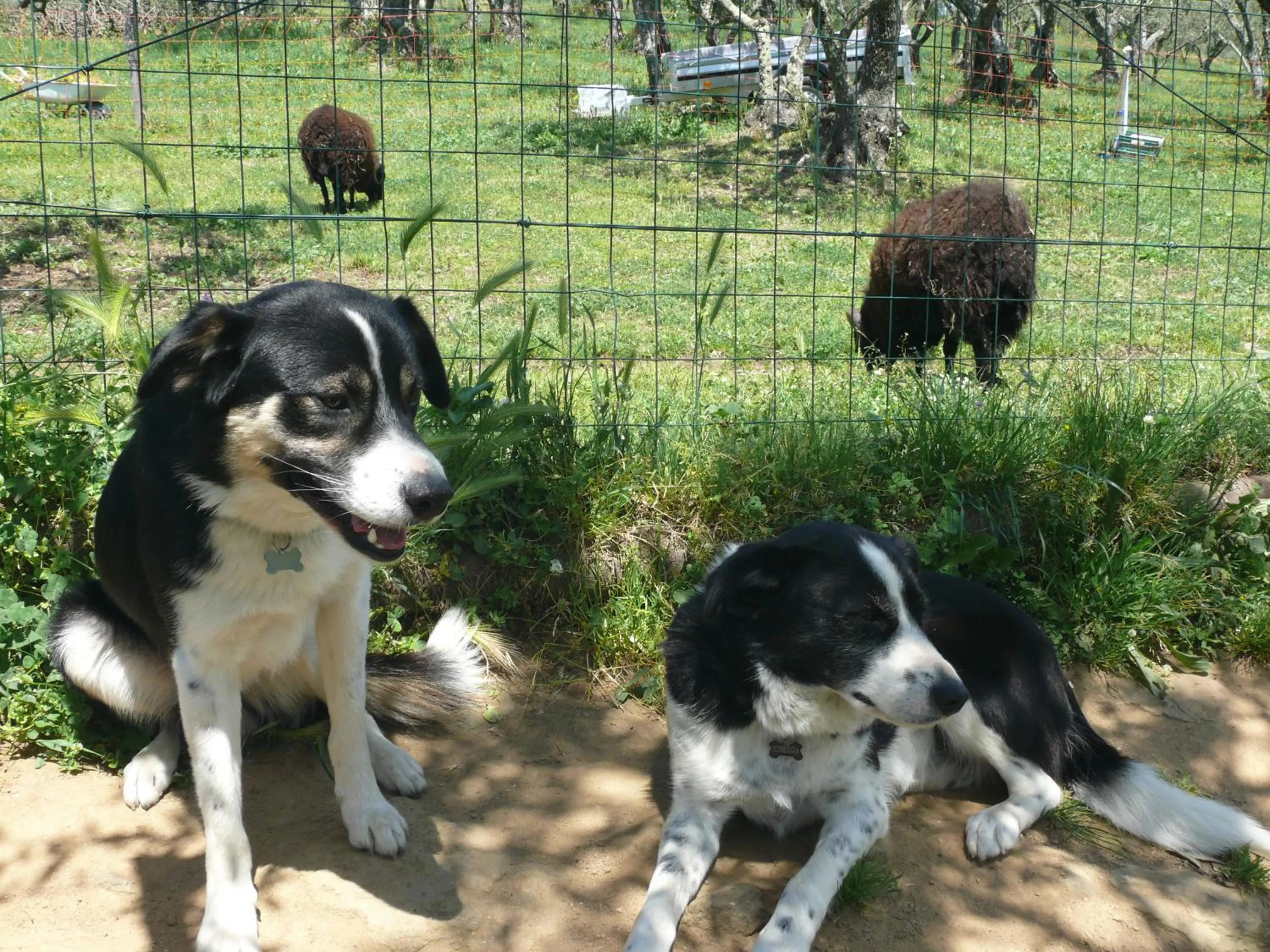 Pets in Antica Bottega di Vinci