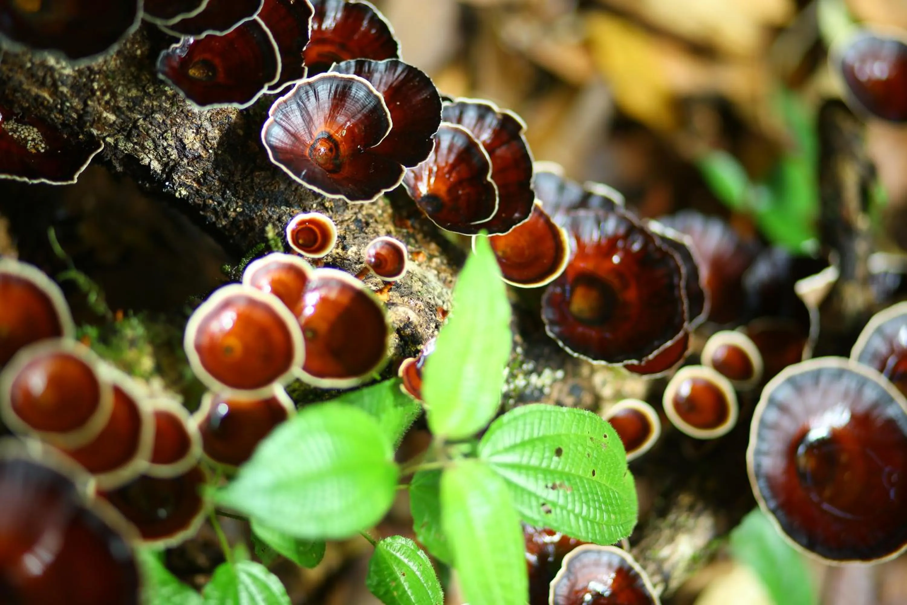 Natural landscape in Vagamon Heights