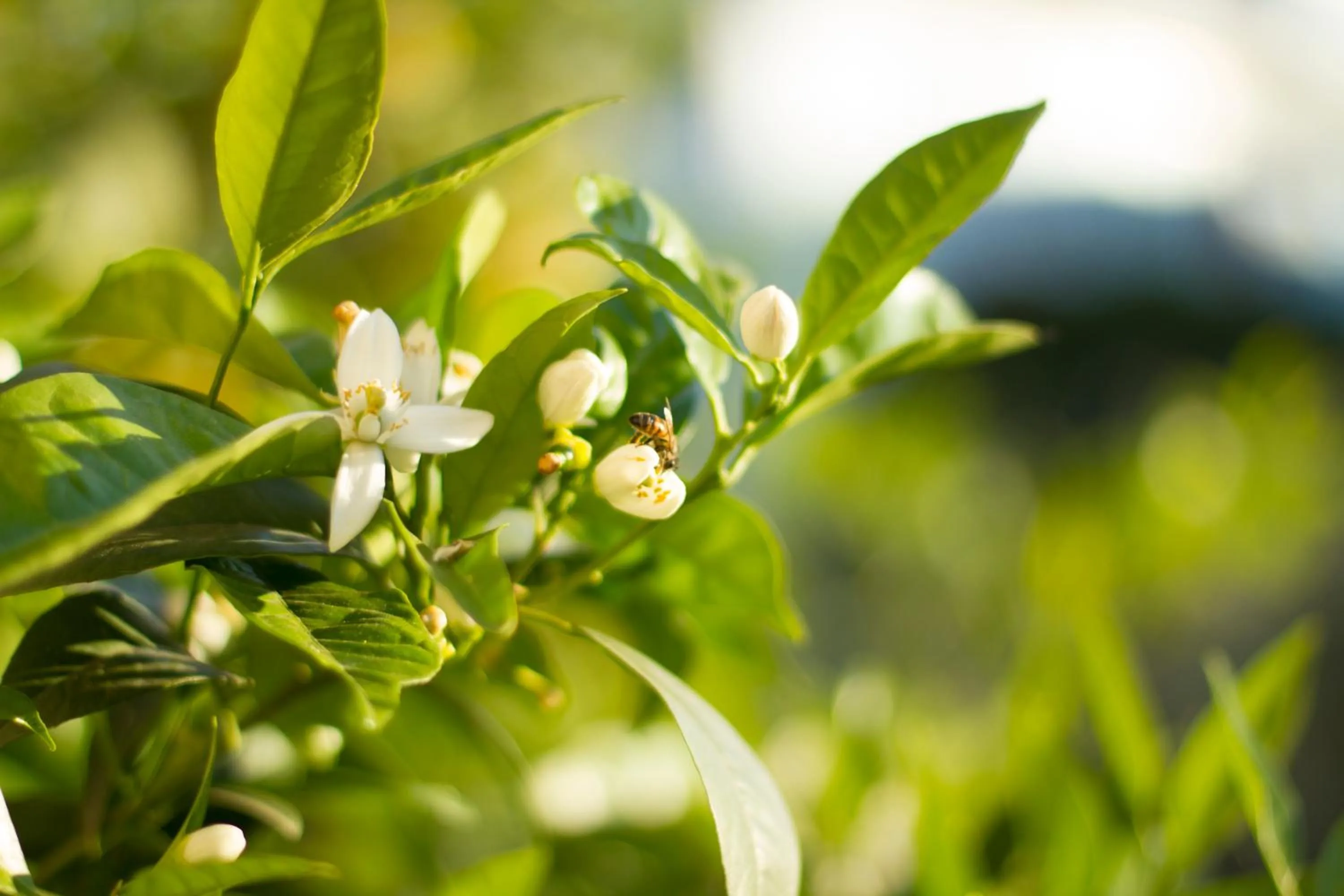 Garden view in Arcobaleno B&B