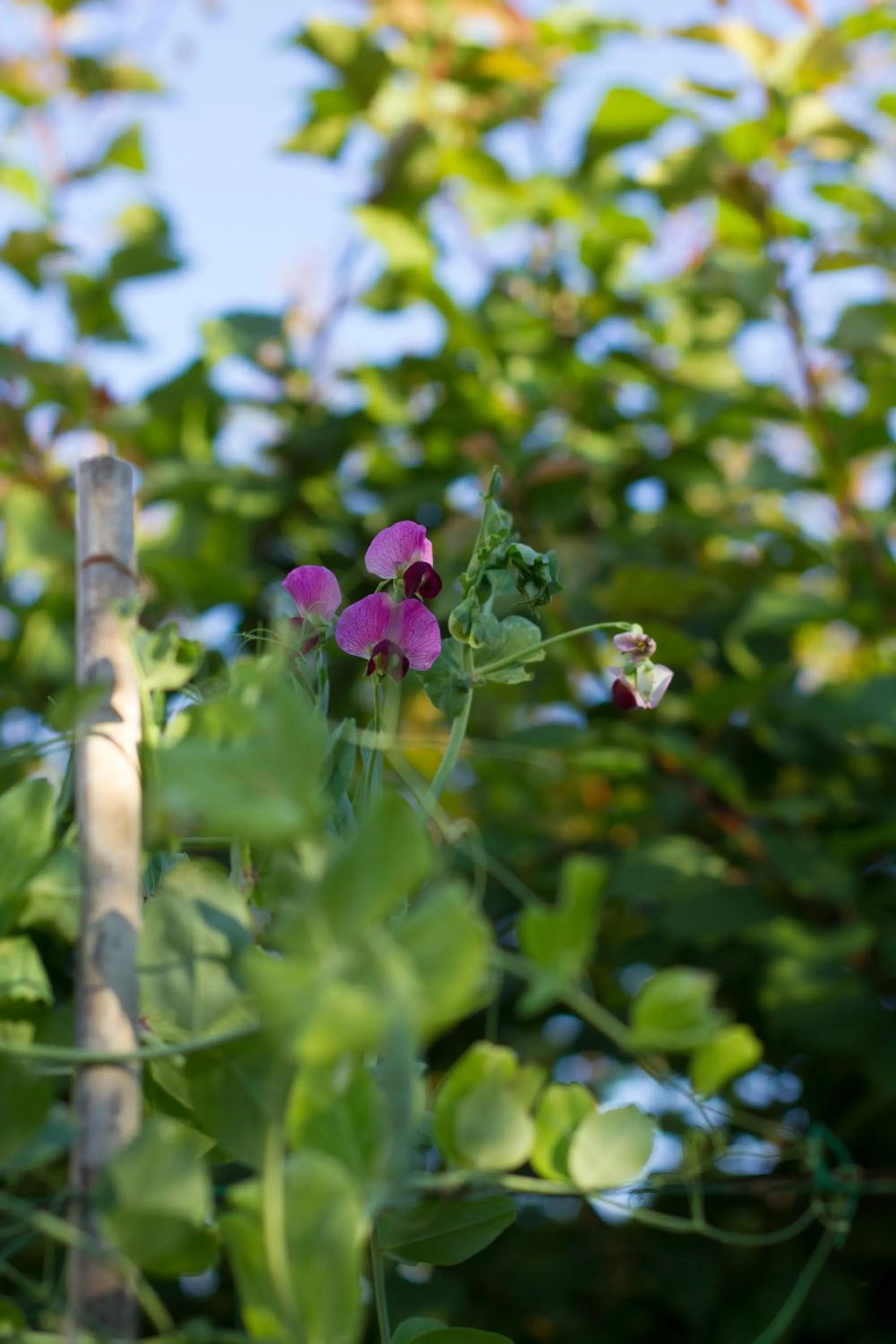 Garden view in Arcobaleno B&B