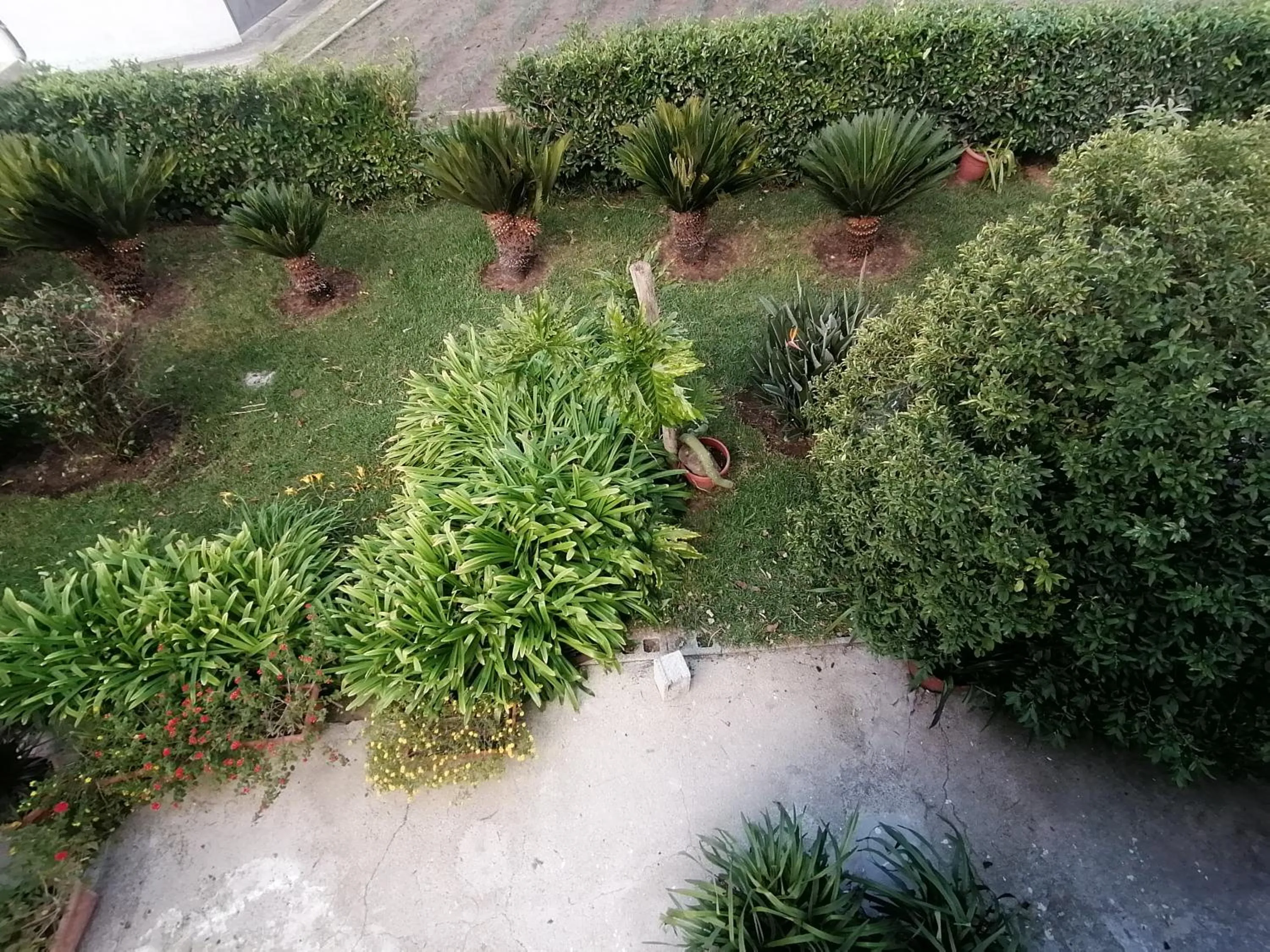 Garden in B&b Cilento Paestum