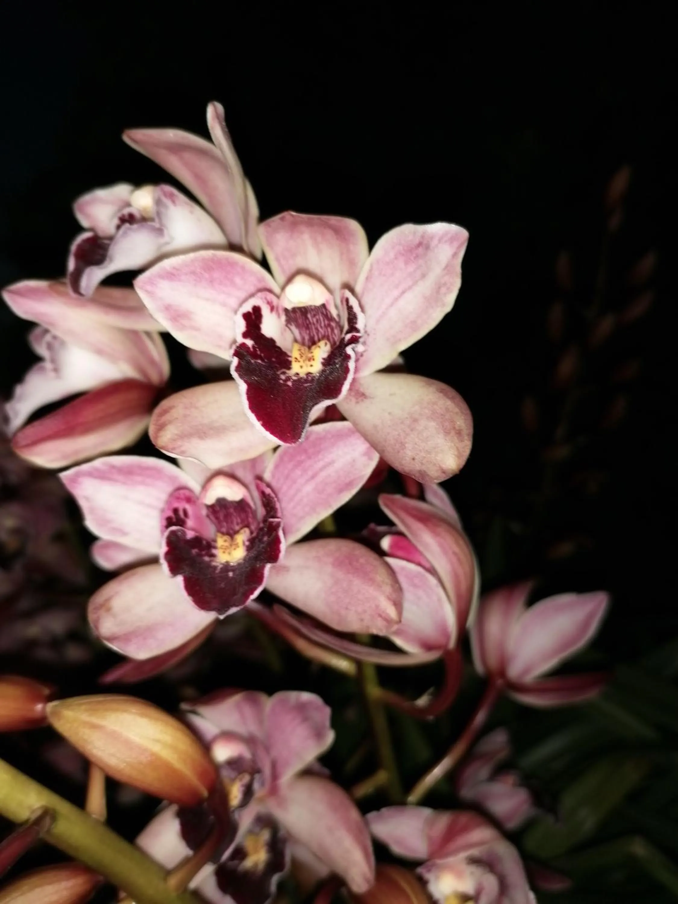 Garden in B&b Cilento Paestum