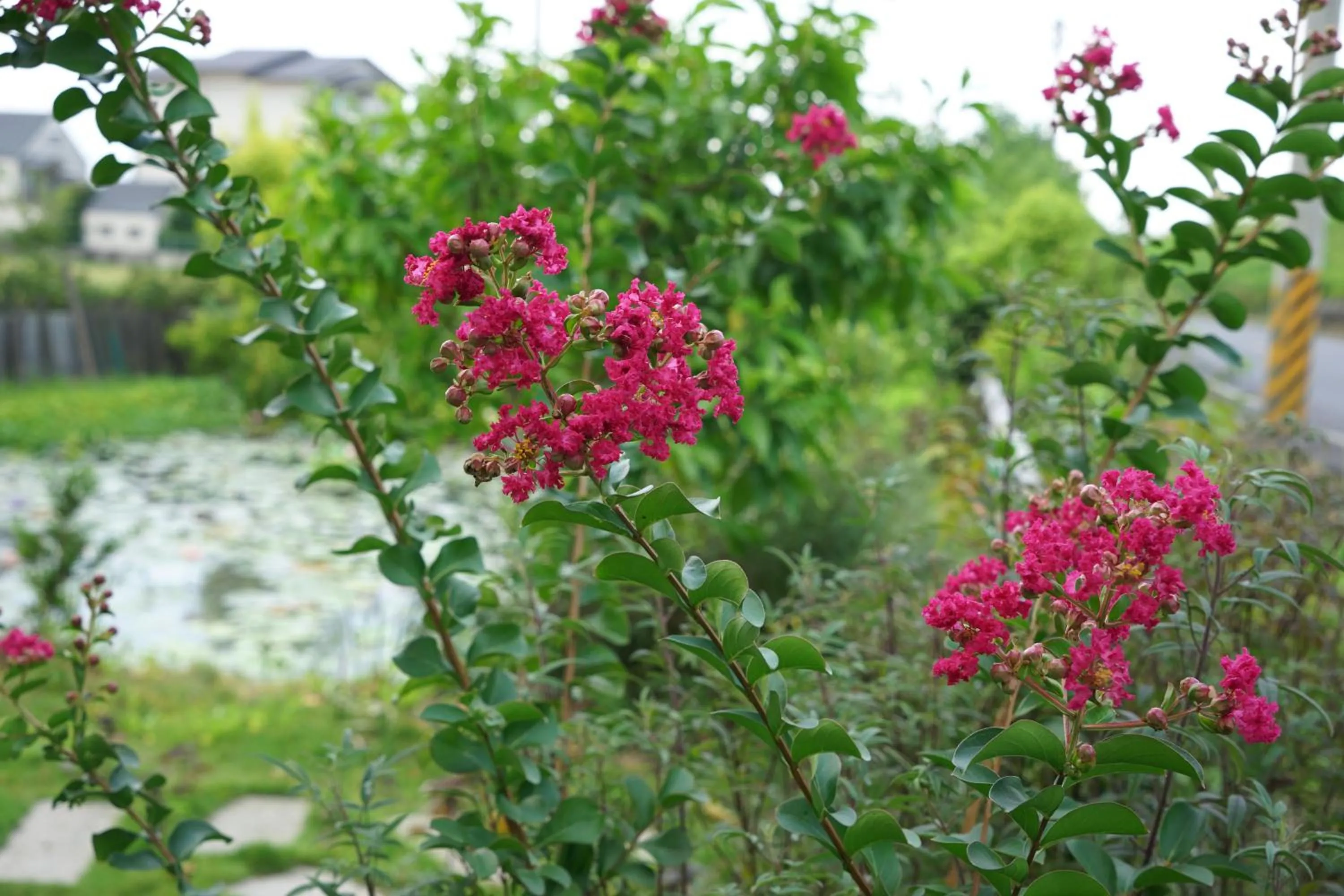 Garden view in My Sweetie B&B
