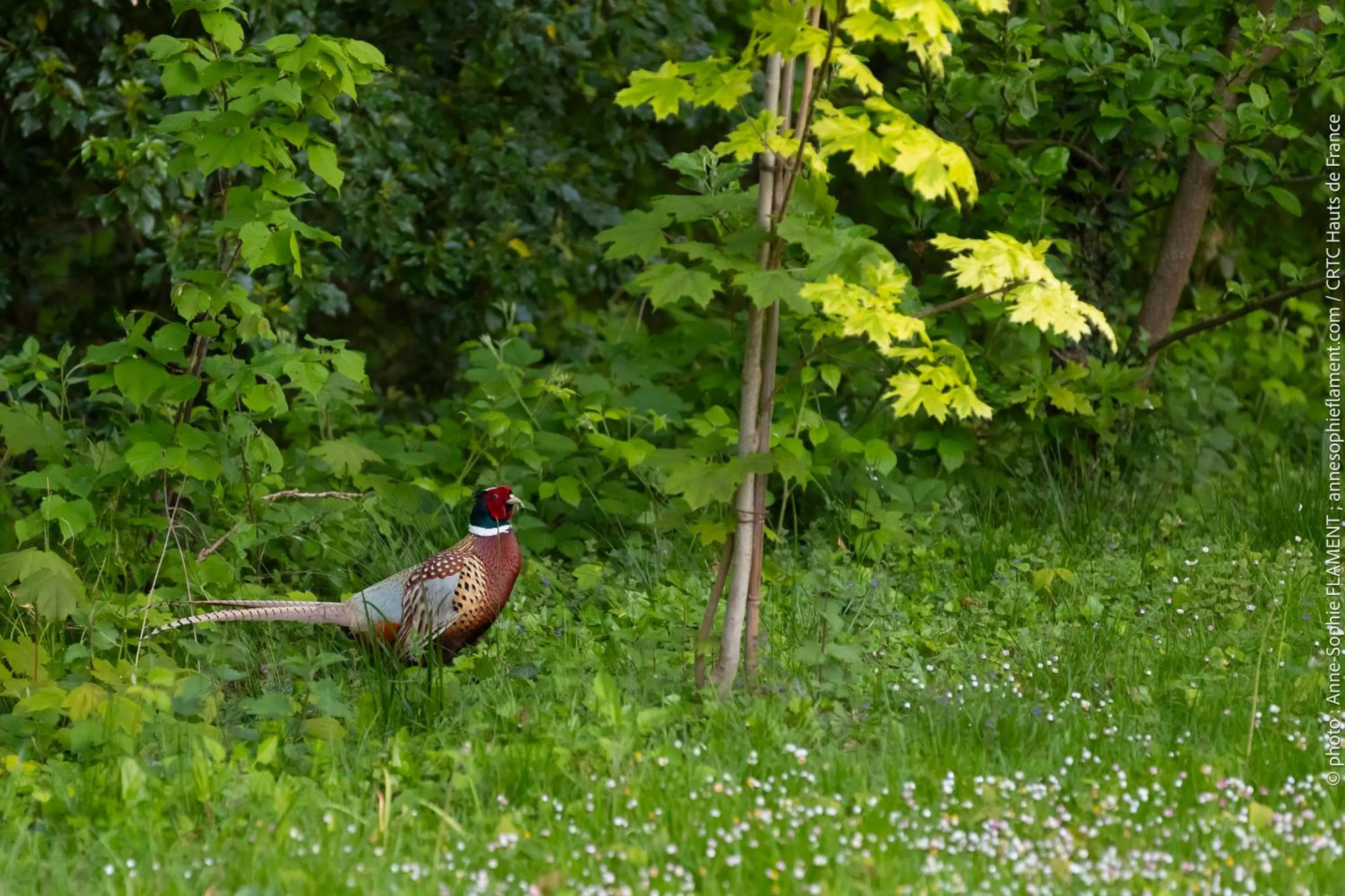 Spring in Le Domaine de Wail - Legends Resort