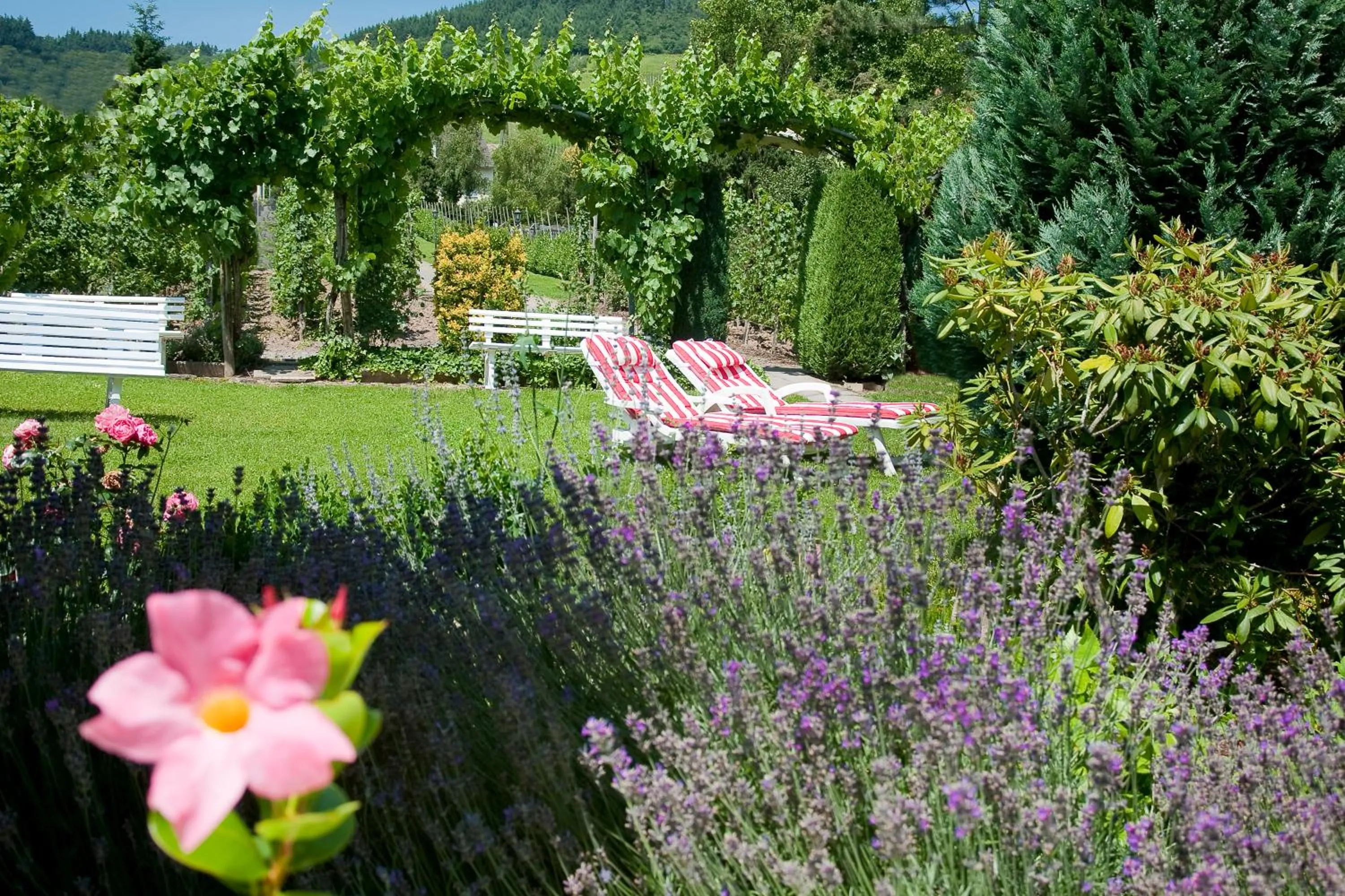 Garden in Hotel Springiersbacher-Hof