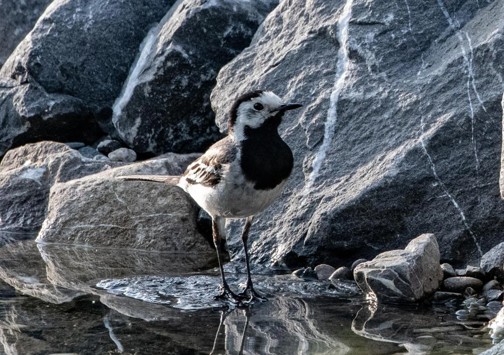 Natural landscape in Hotel Gasthof Adler