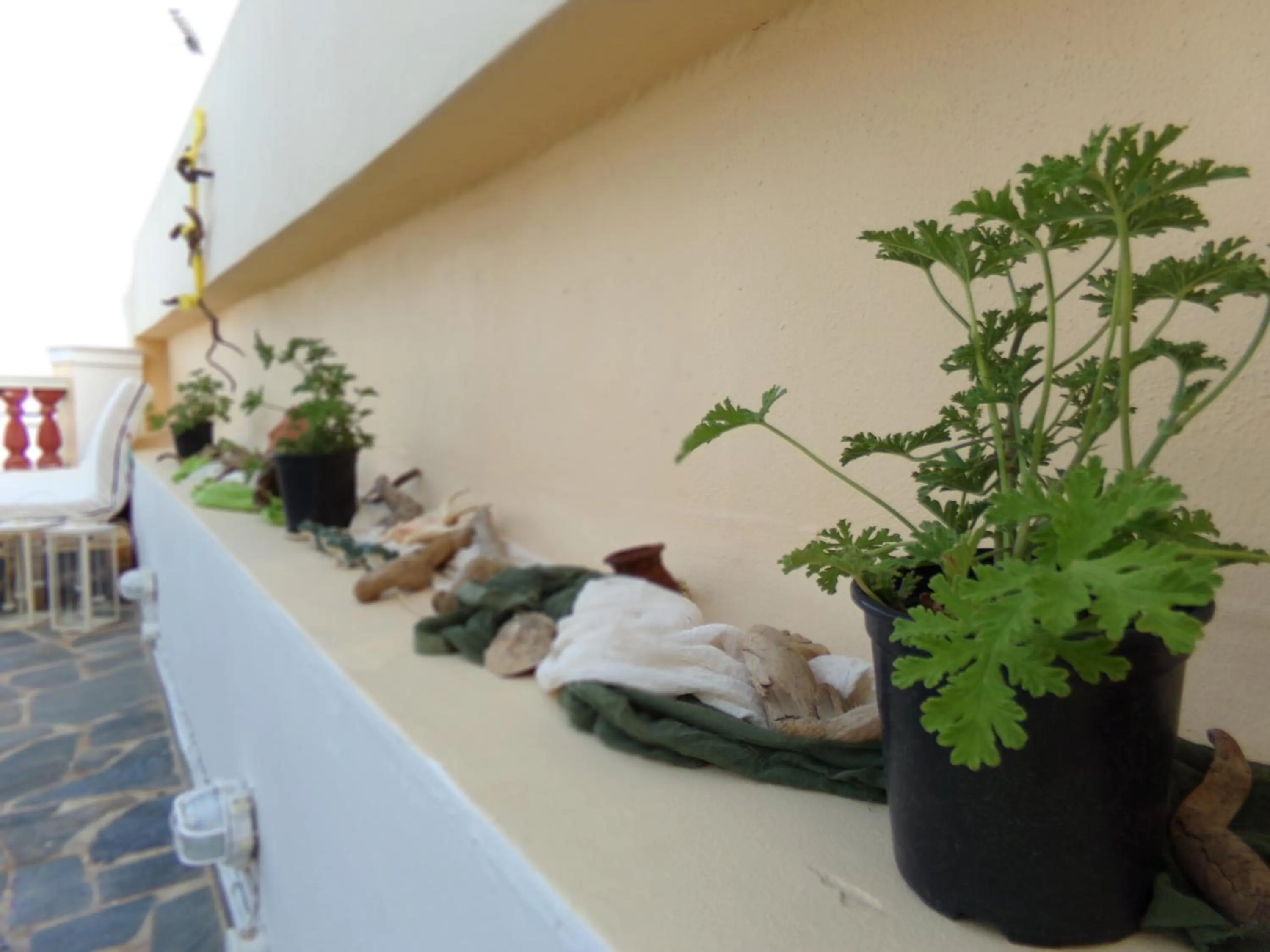 Decorative detail in Locadiera Pansion