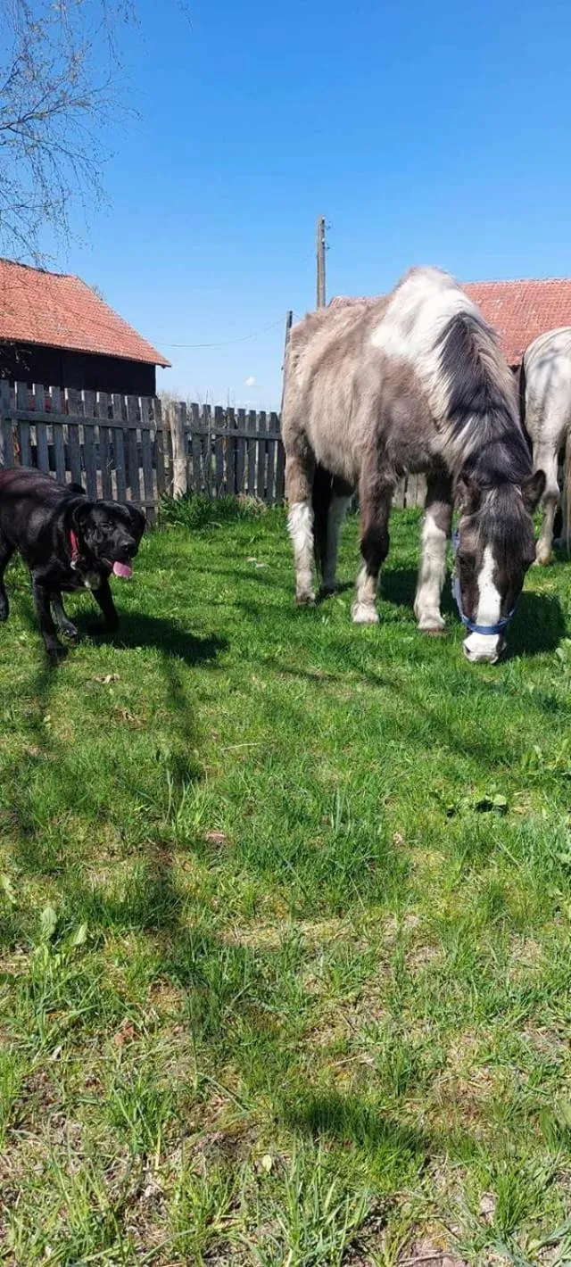 Day in Dom na Mazurach Pilec