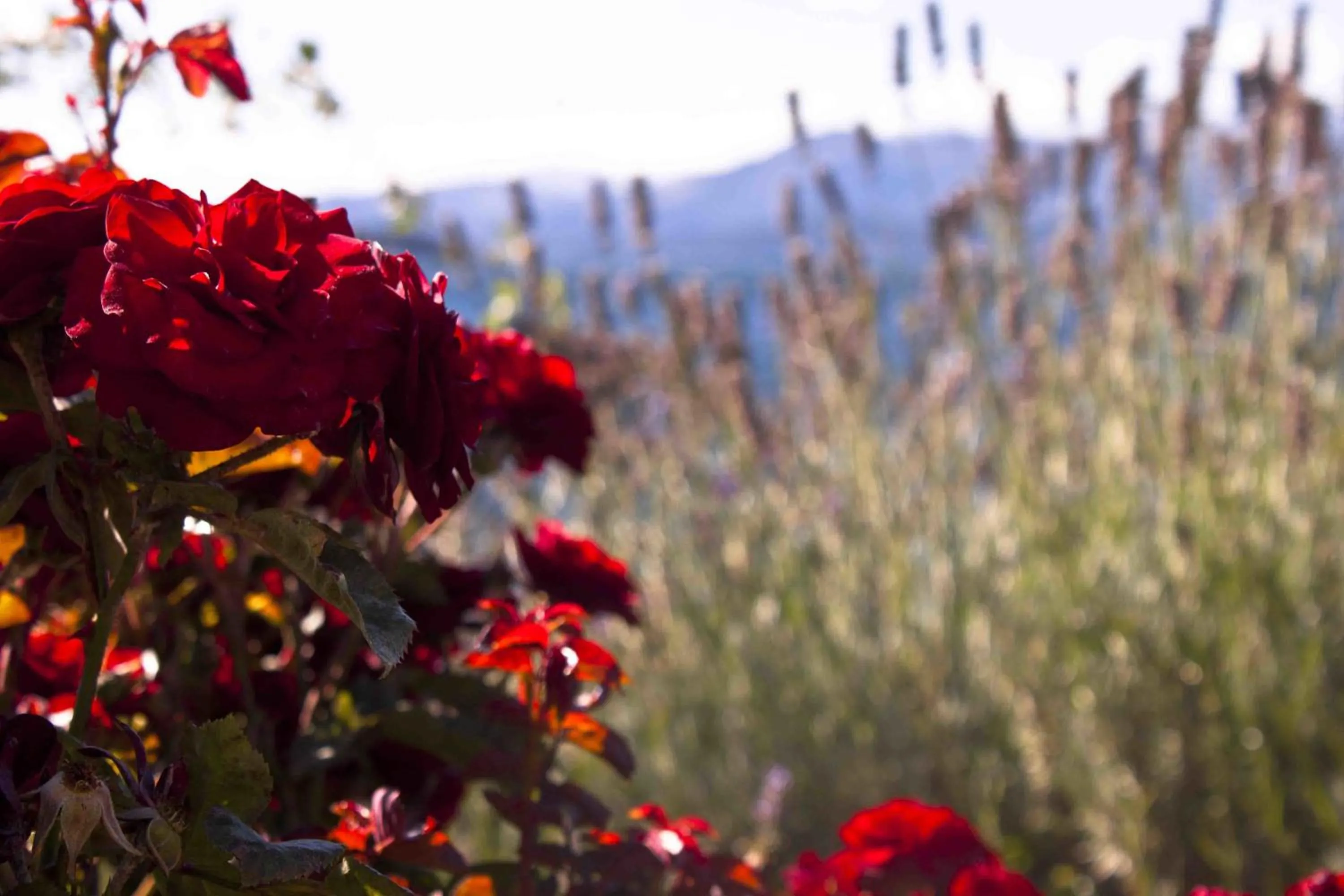 Garden in Sol del Nahuel - Hotel & Spa