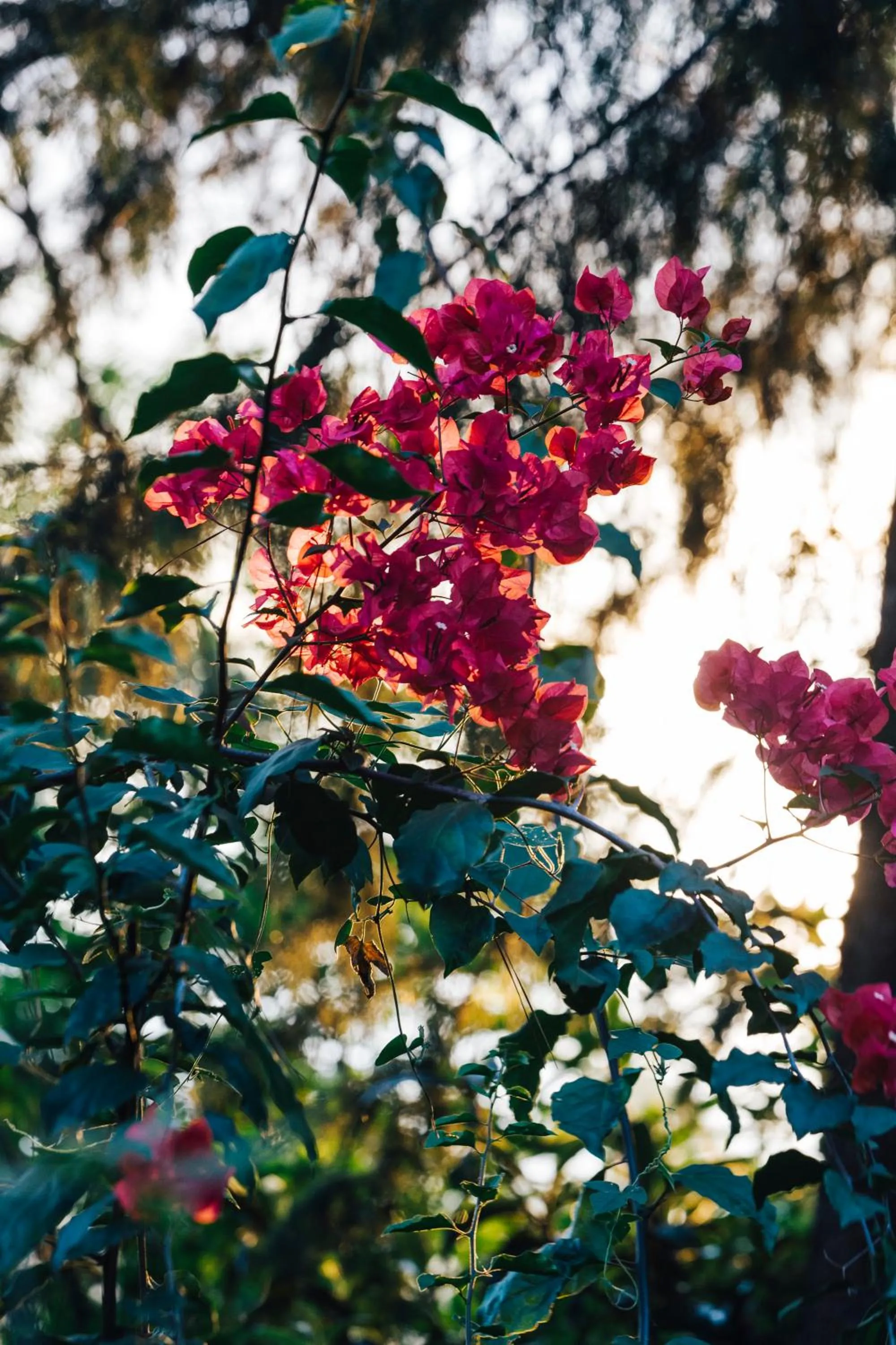 Natural landscape in Villa Republic Bandarawela (04 bedroom)