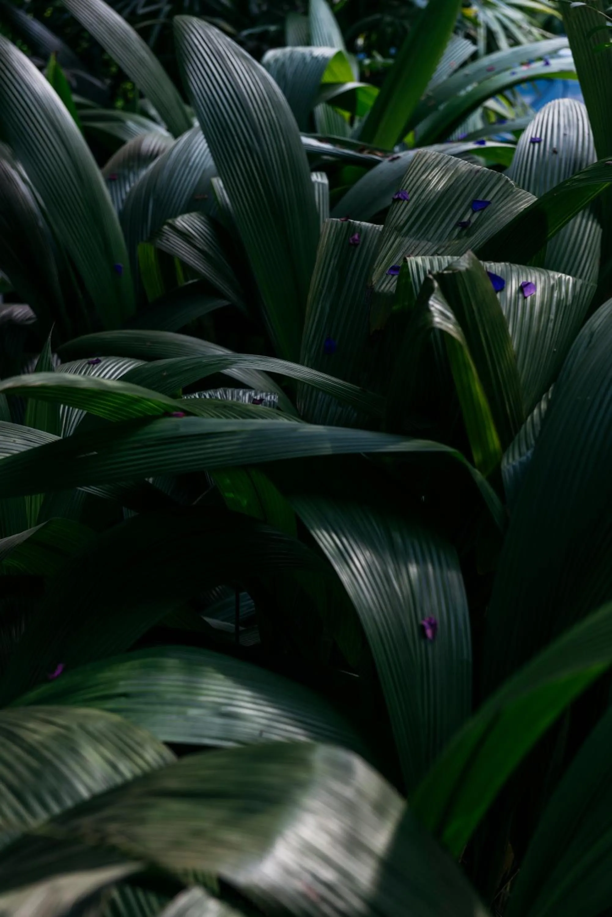 Natural landscape in Villa Republic Bandarawela (04 bedroom)