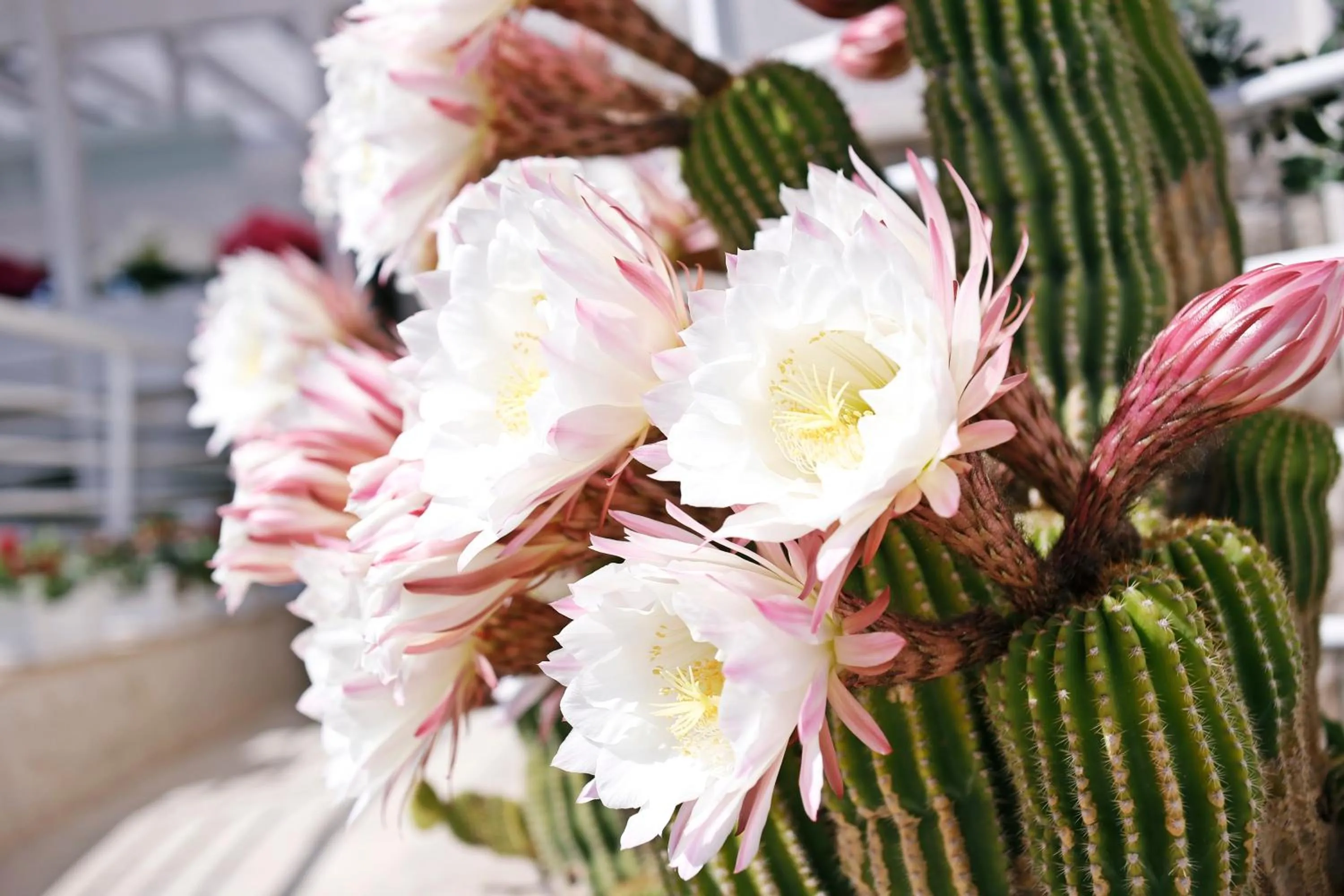 Floor plan in Foglie D' Acqua